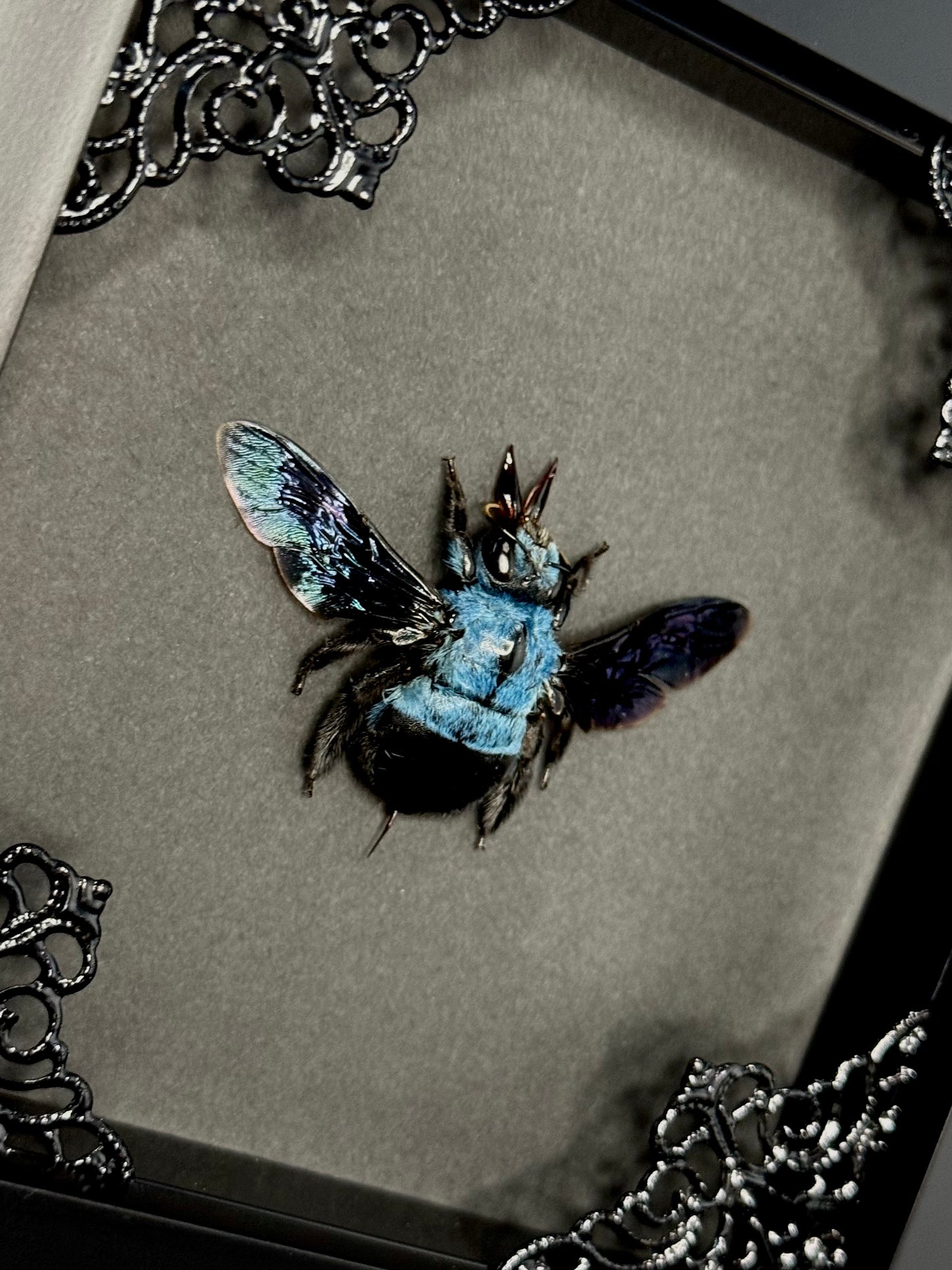 Blue Carpenter Bee (Xylocopa Caerulea)