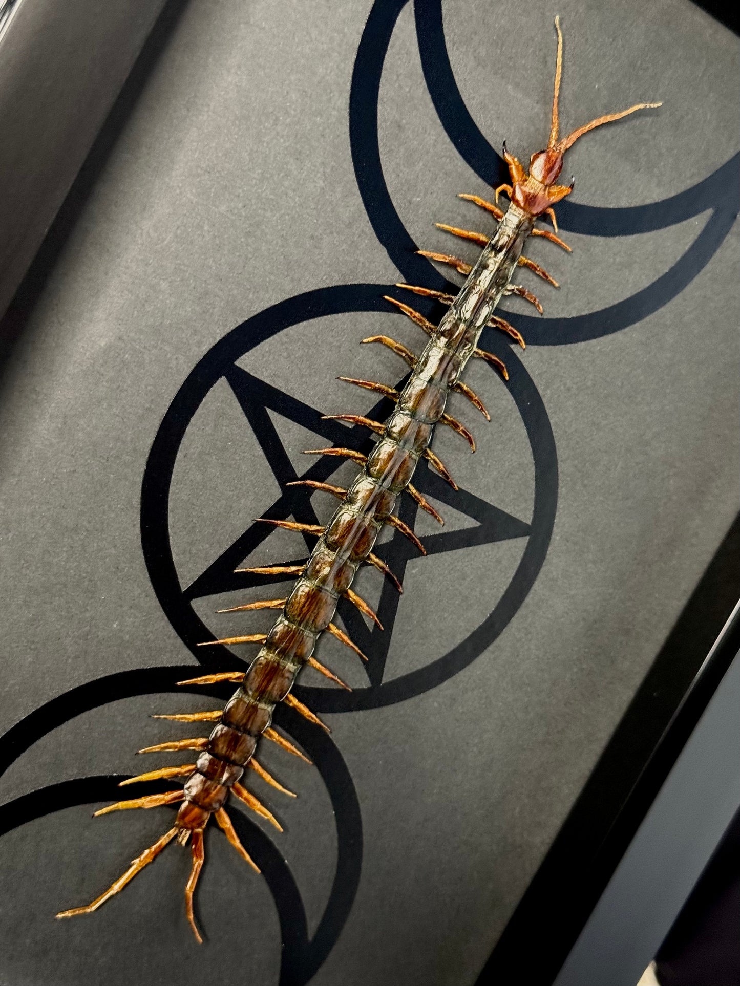 Red-headed Centipede (Scolopendra Morsitans)