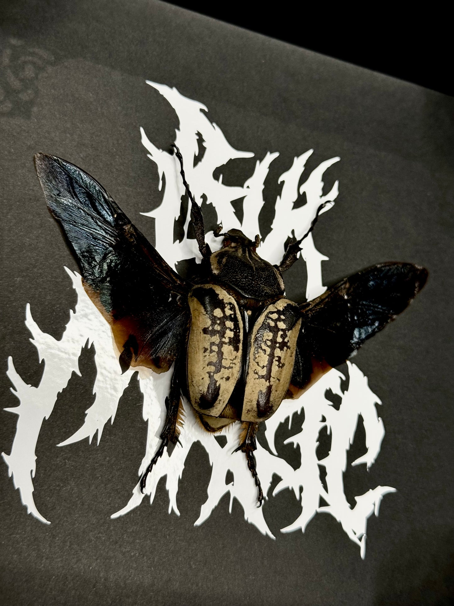 White-marked Goliath Bettle (Goliathus Albosignatus Female)