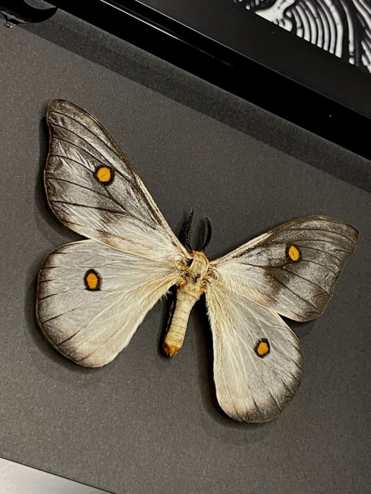 Ghostly silkmoth (ceranchia apollina male)