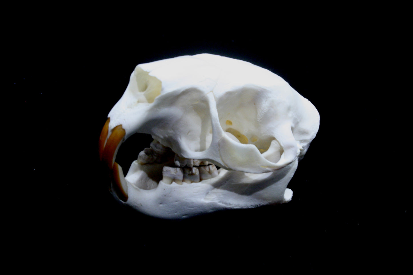 North American Porcupine Skull
