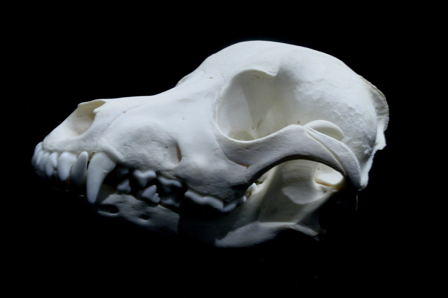 Hovawart Skull (canine)