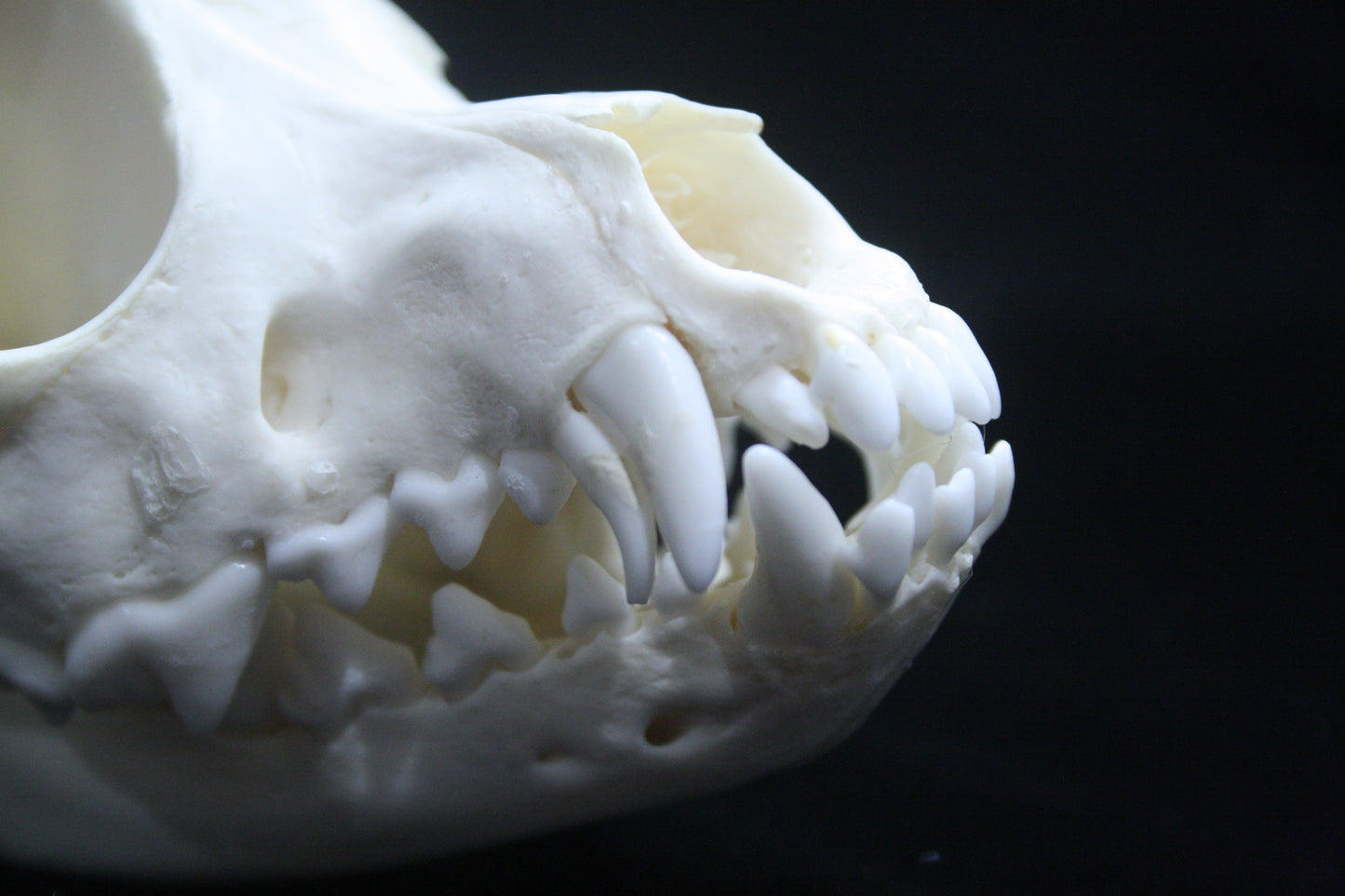 Papillon Skull with double canine teeth