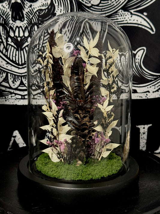 Scorpion (Heterometrus Spinifer) dome