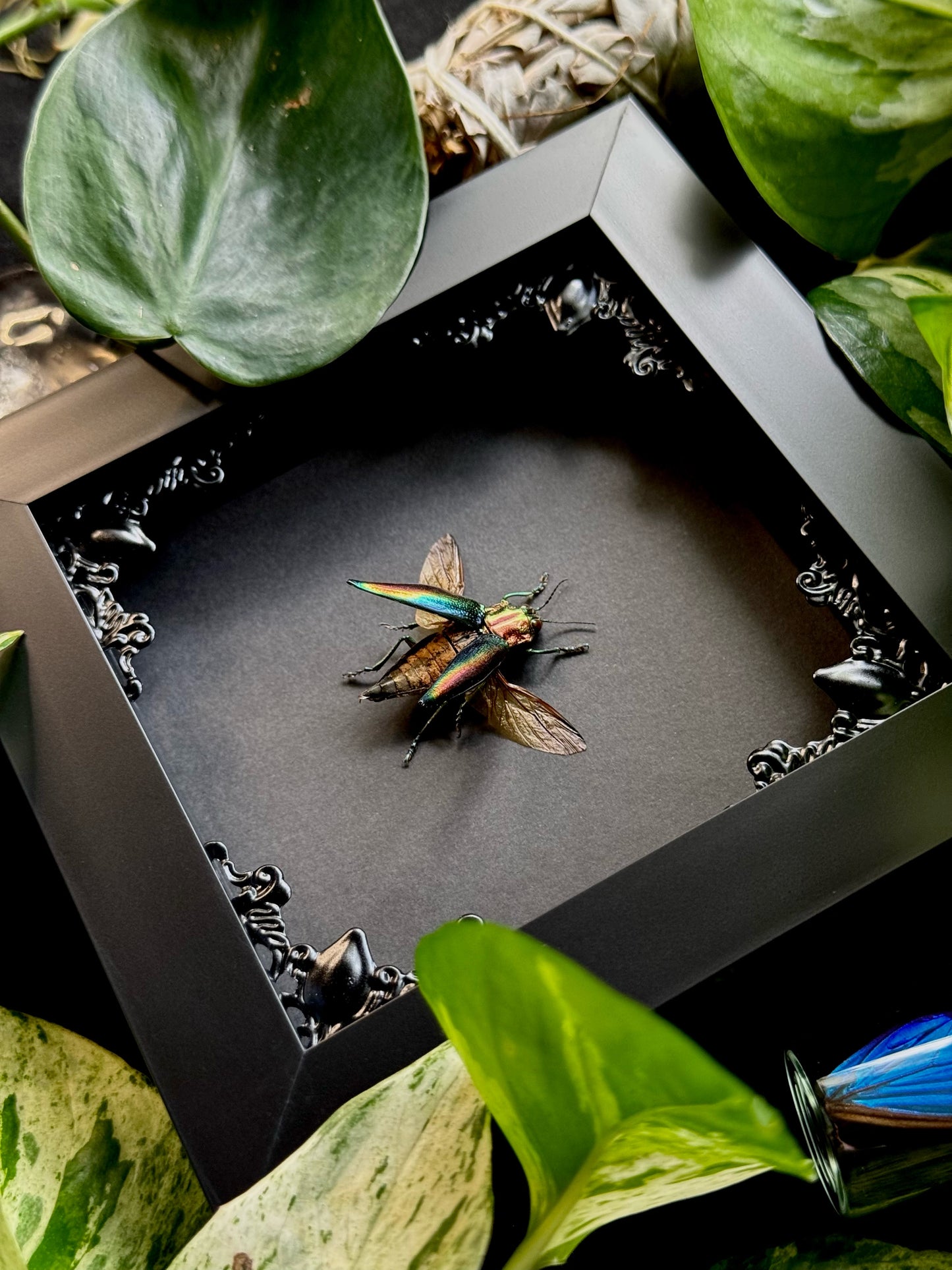 Rainbow Jewel Beetle (Cyphogastra Javanica)