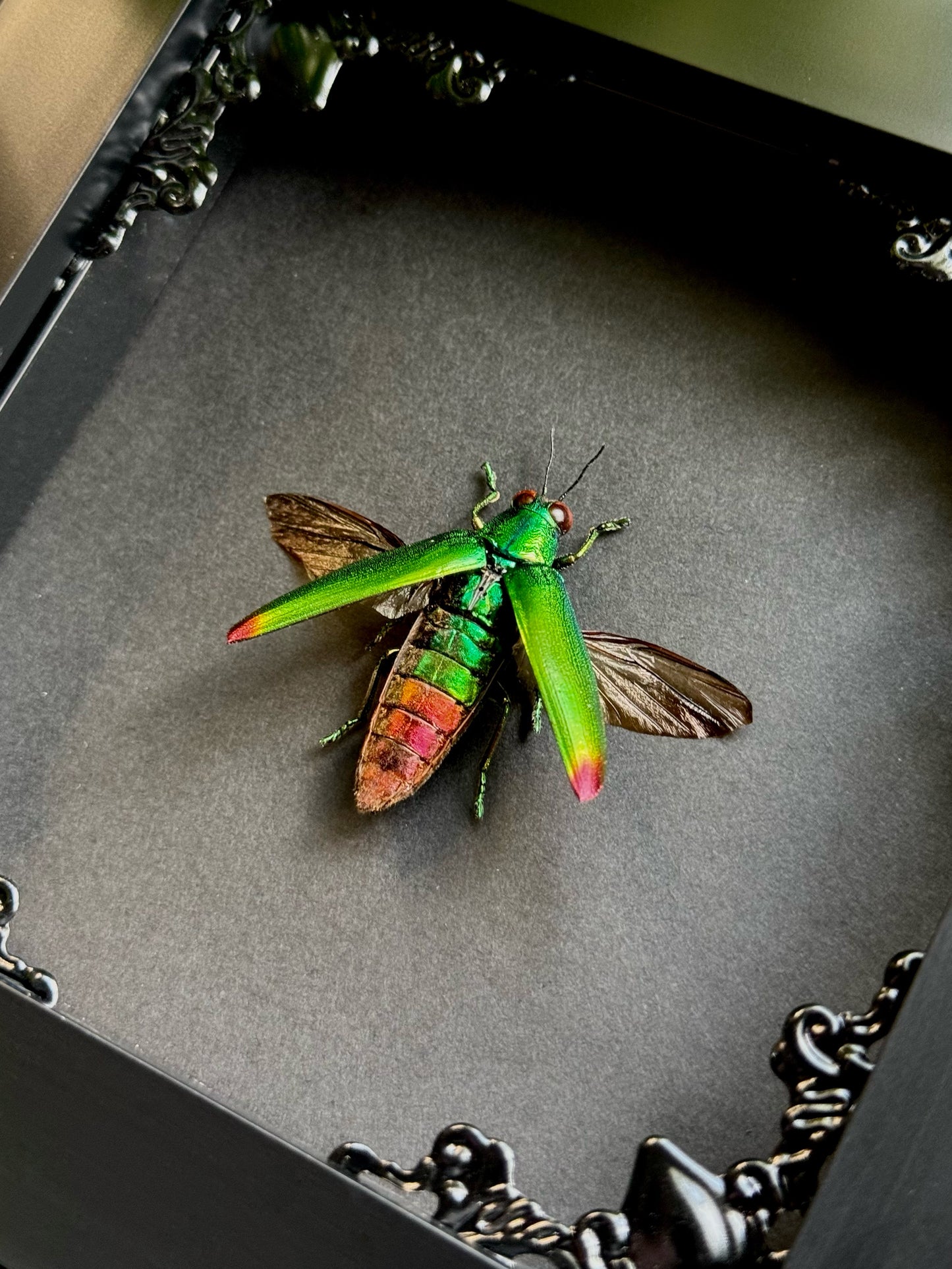Jewel Beetle (Chrysochroa Fulminans)
