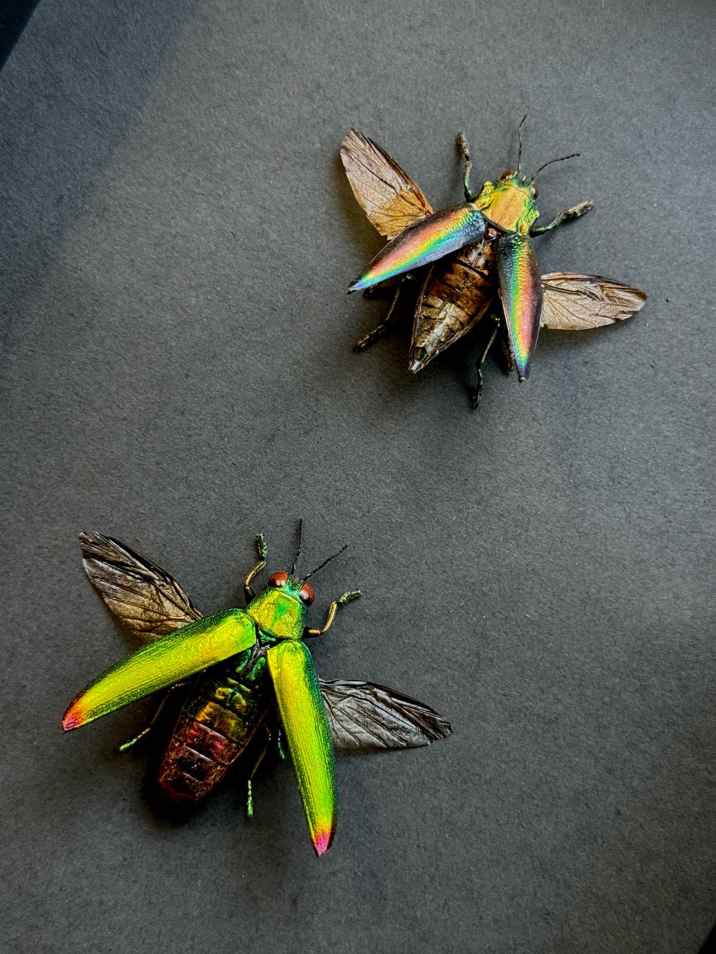 Rainbow Beetle & Jewel Beetle (Cyphogastra Javanica & Chrysochroa Fulminans)