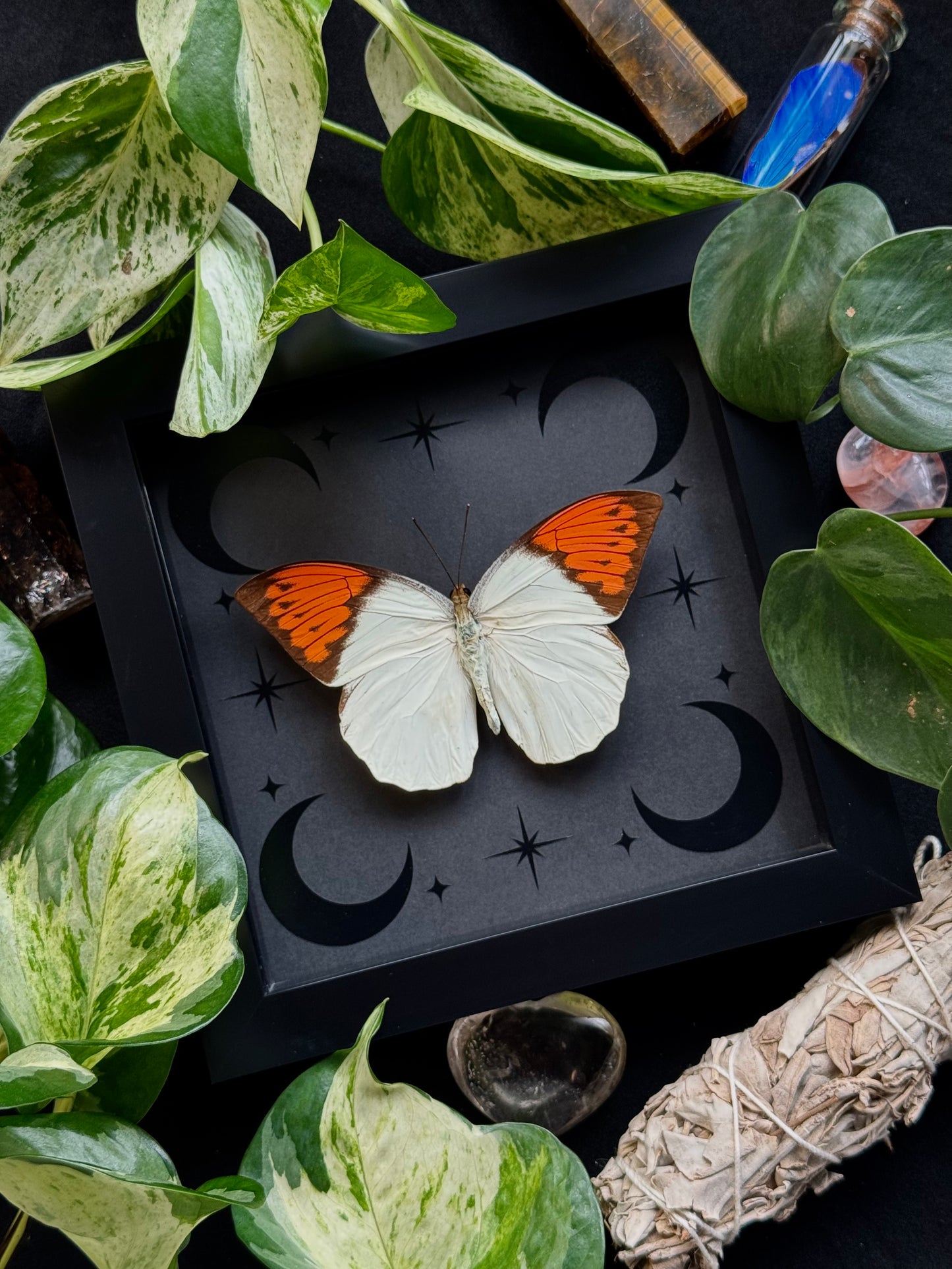 Great Orange Tip (Hebomoia Glaucippe Celebensis)