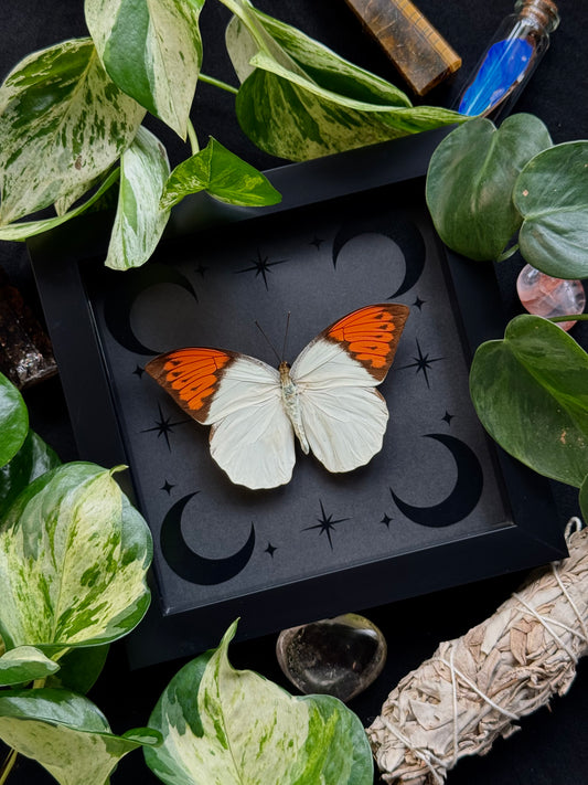 Great Orange Tip (Hebomoia Glaucippe Celebensis)