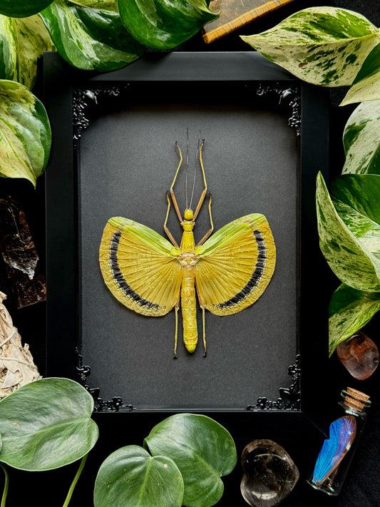 Yellow-winged Walking Stick (Tagesoidea Nigrofasciata)