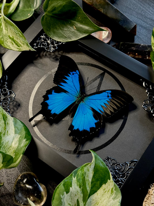 Ulysses butterfly (Papilio ulysses)