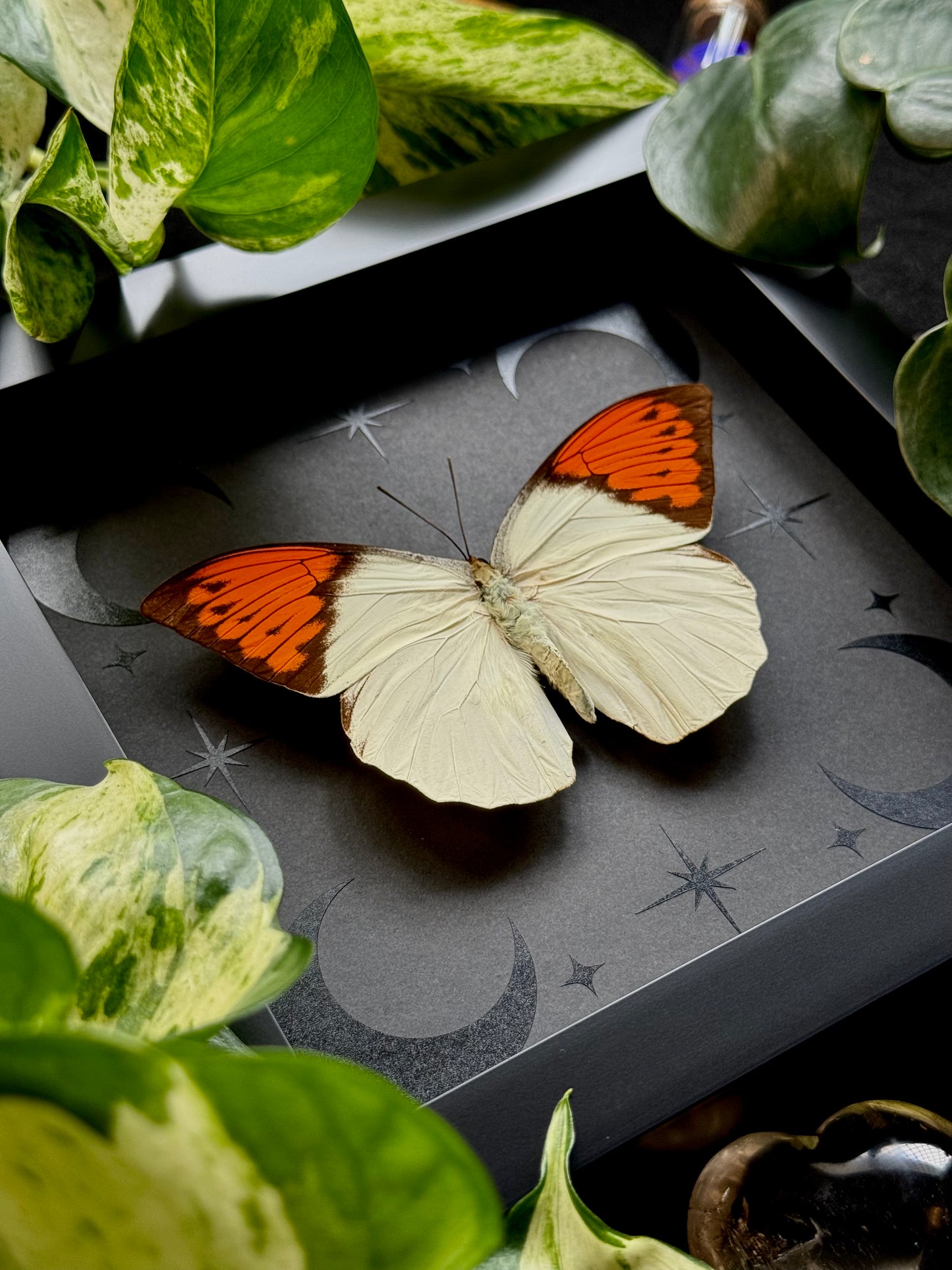 Great Orange Tip (Hebomoia Glaucippe Celebensis)