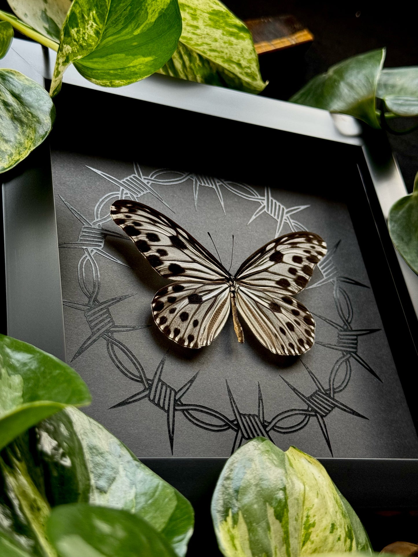 Smaller Wood Nymph (Ideopsis Gaura Perakana)