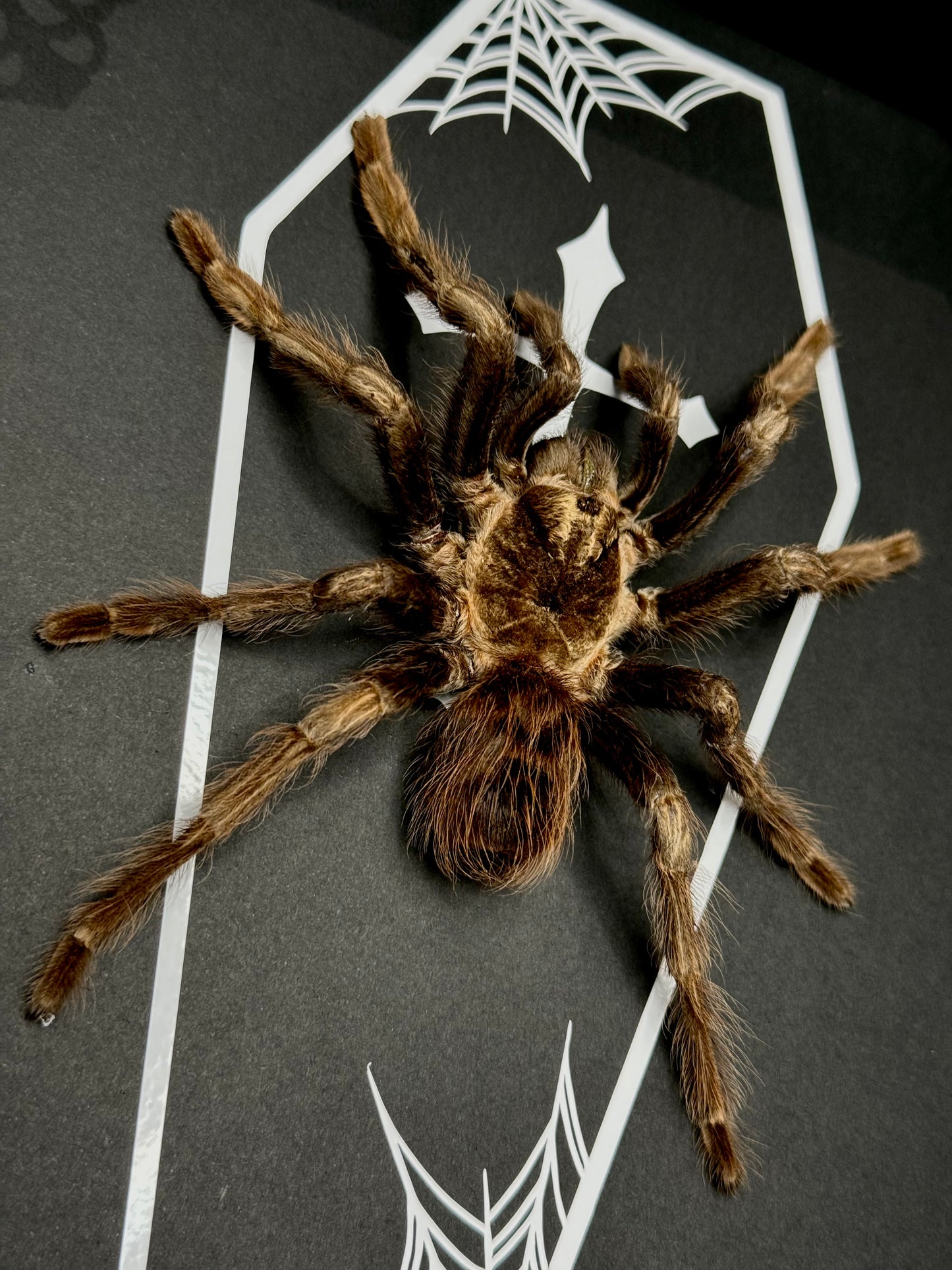 Brazilian Orange-banded Tarantula (Acanthoscurria Juruenicola)