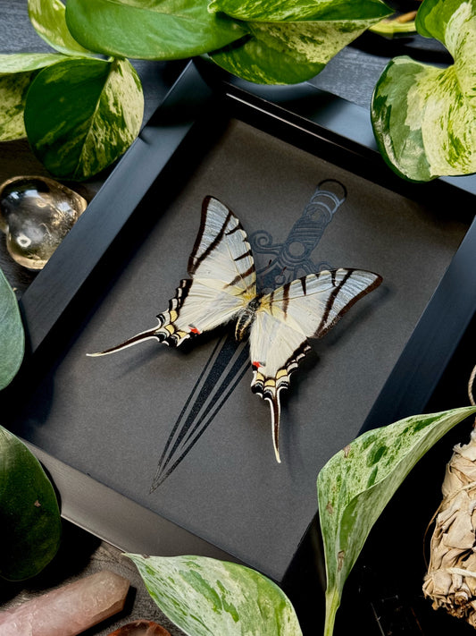 Great Kite Swallowtail (Eurytides Protesilaus)