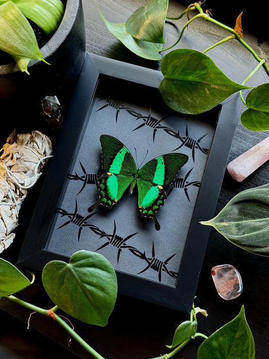 Emerald Green Peacock Swallowtail (Achillides Palinurus Daedalus)