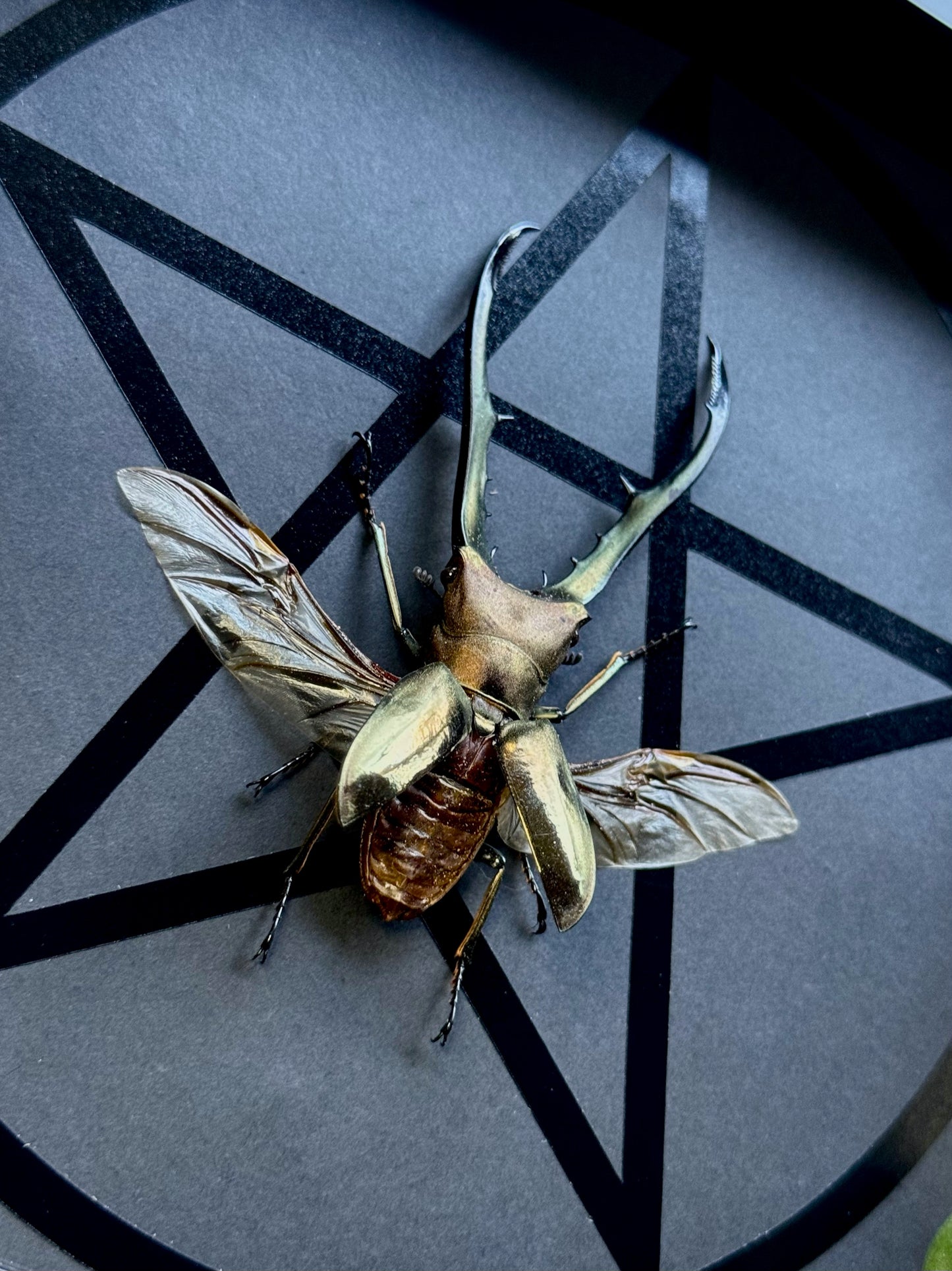 Golden Metallic Stag Beetle (Cyclommatus Metallifer Finae)