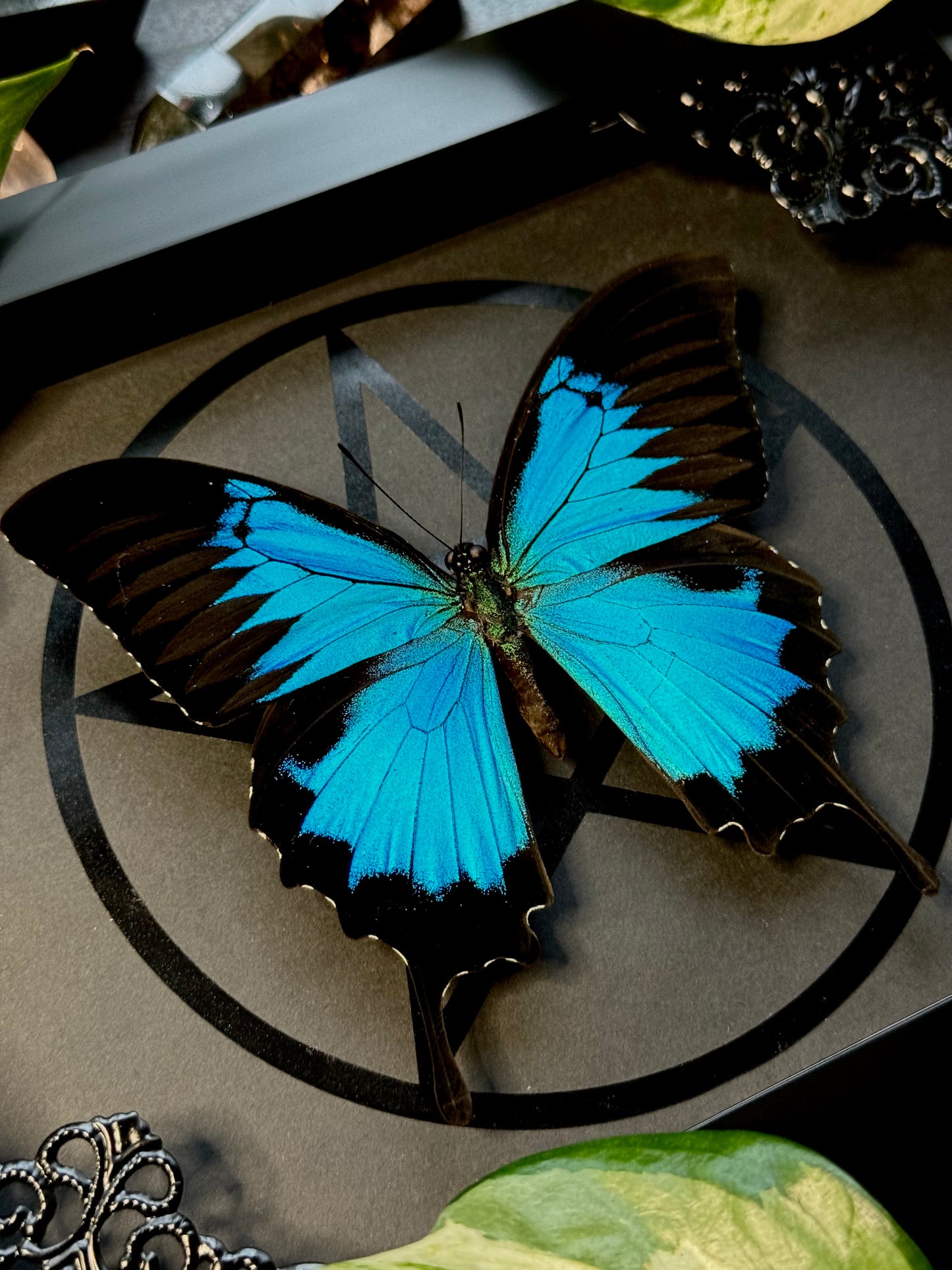 Ulysses butterfly (Papilio ulysses)