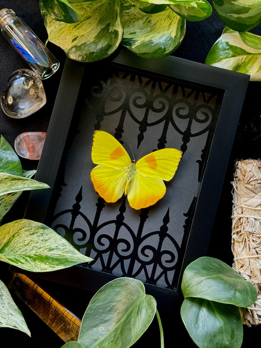 Orange-barred Sulphur (Phoebis Philea)