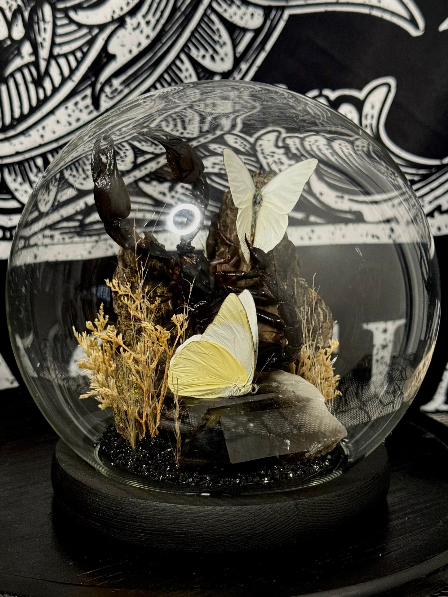 Scorpion (Heterometrus Spinifer) & White Albatross (Appias Albina Semperi) dome