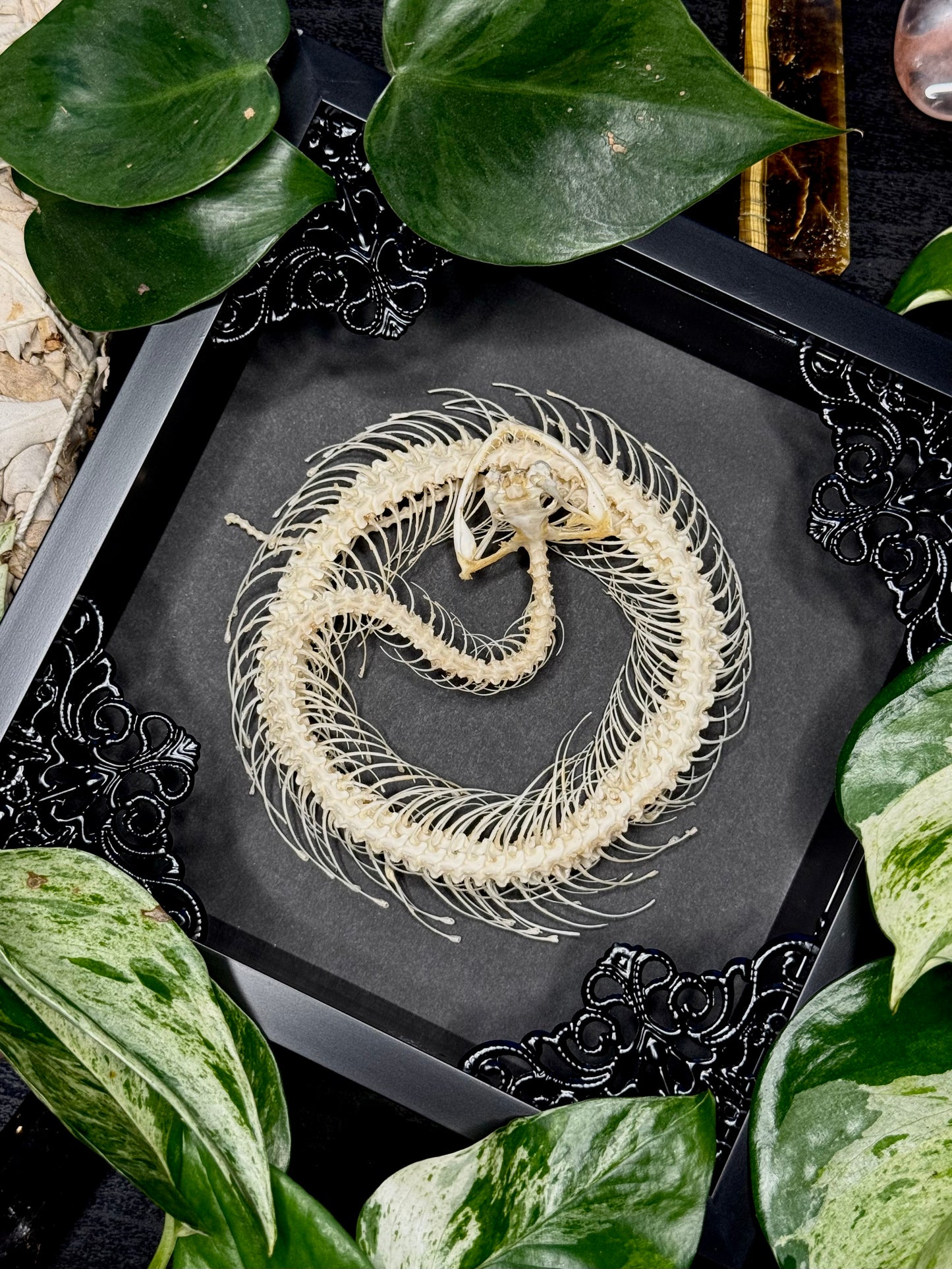 Coiled White Lipped Pit Viper Skeleton (Trimeresurus Albolabris)