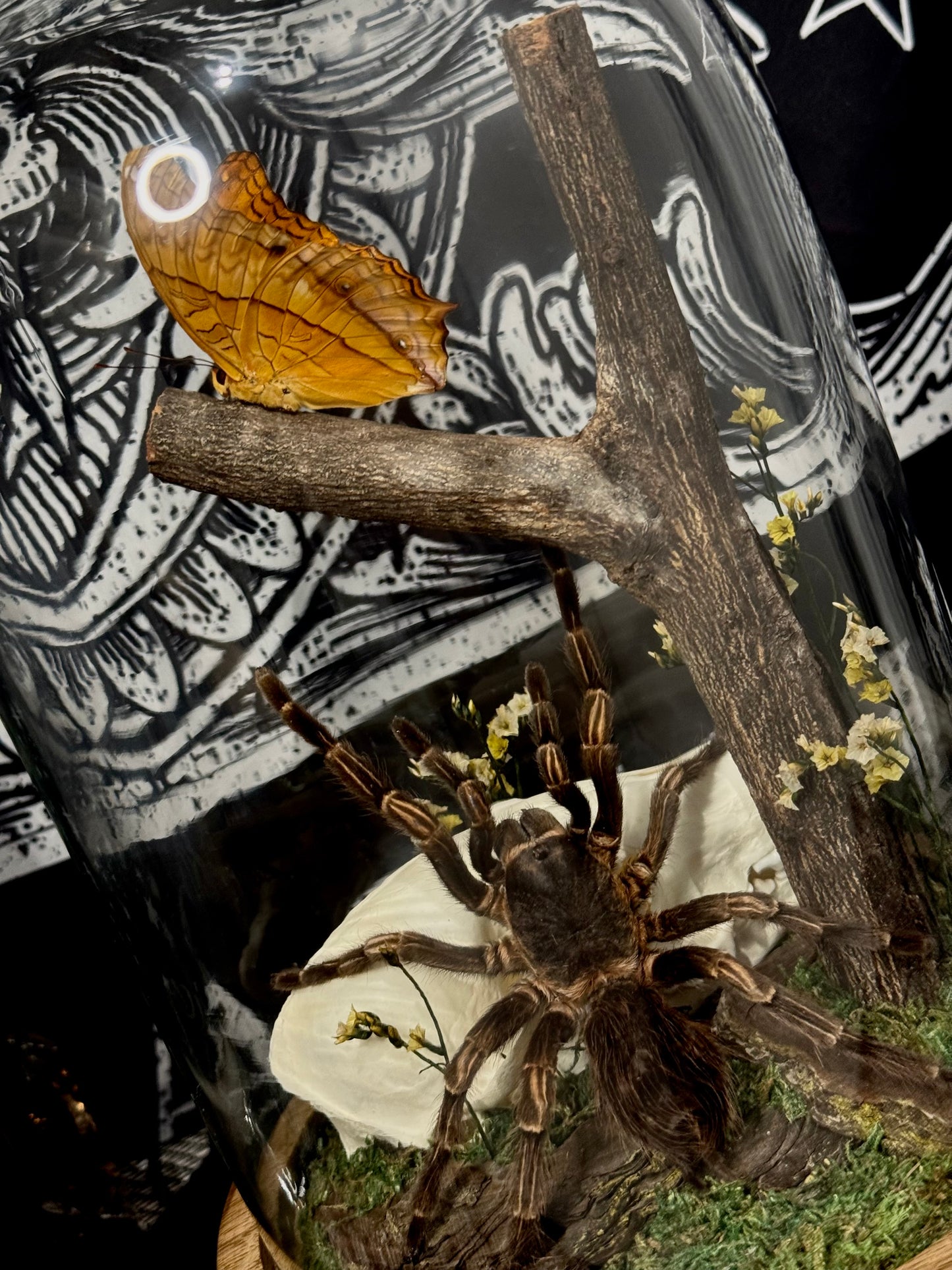 Brazilian Orange-banded Tarantula (Acanthoscurria Juruenicola) & Cruiser (Vindula Arsinoe) dome