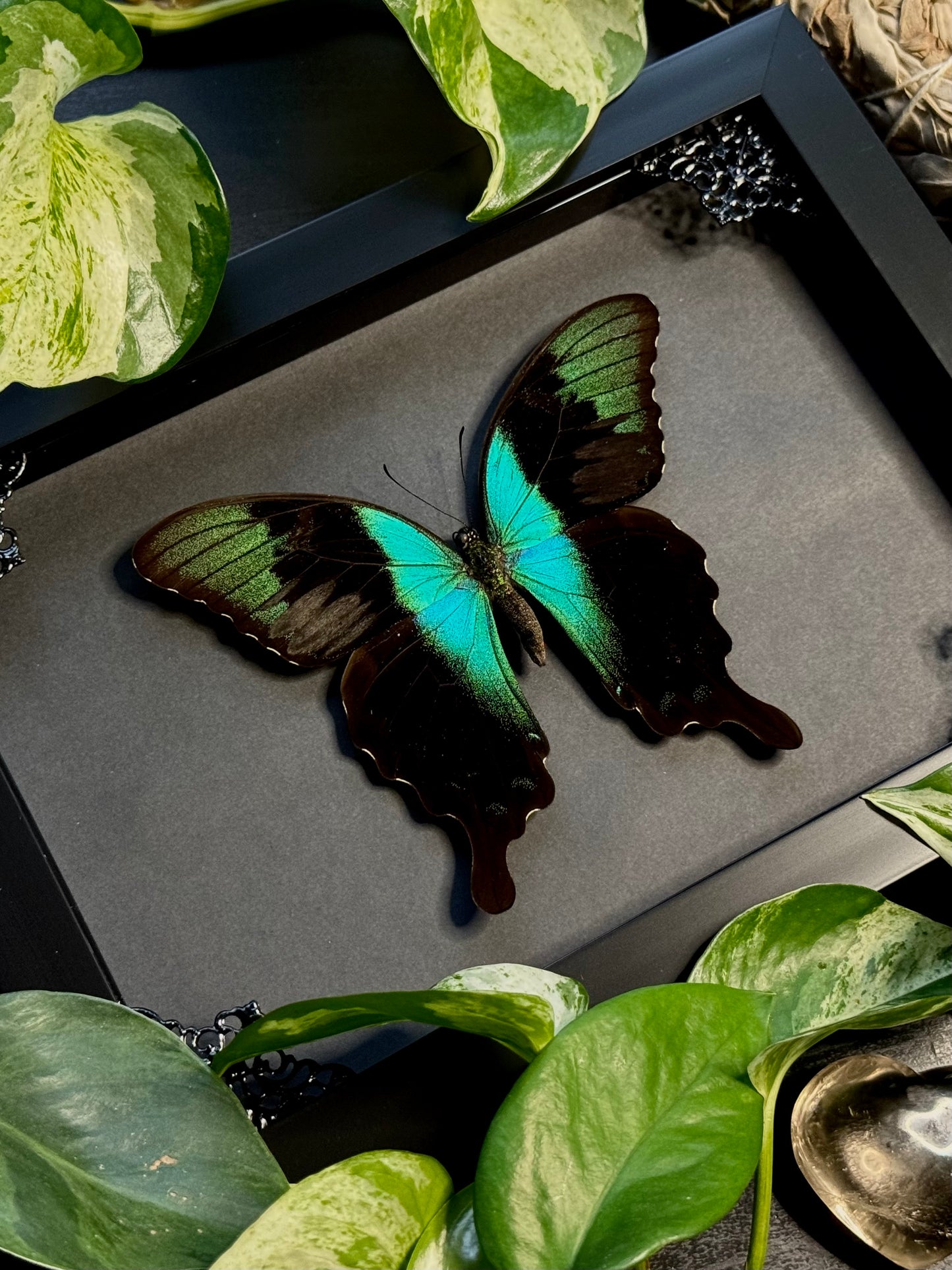Swift Peacock Swallowtail (Papilio Peranthus)