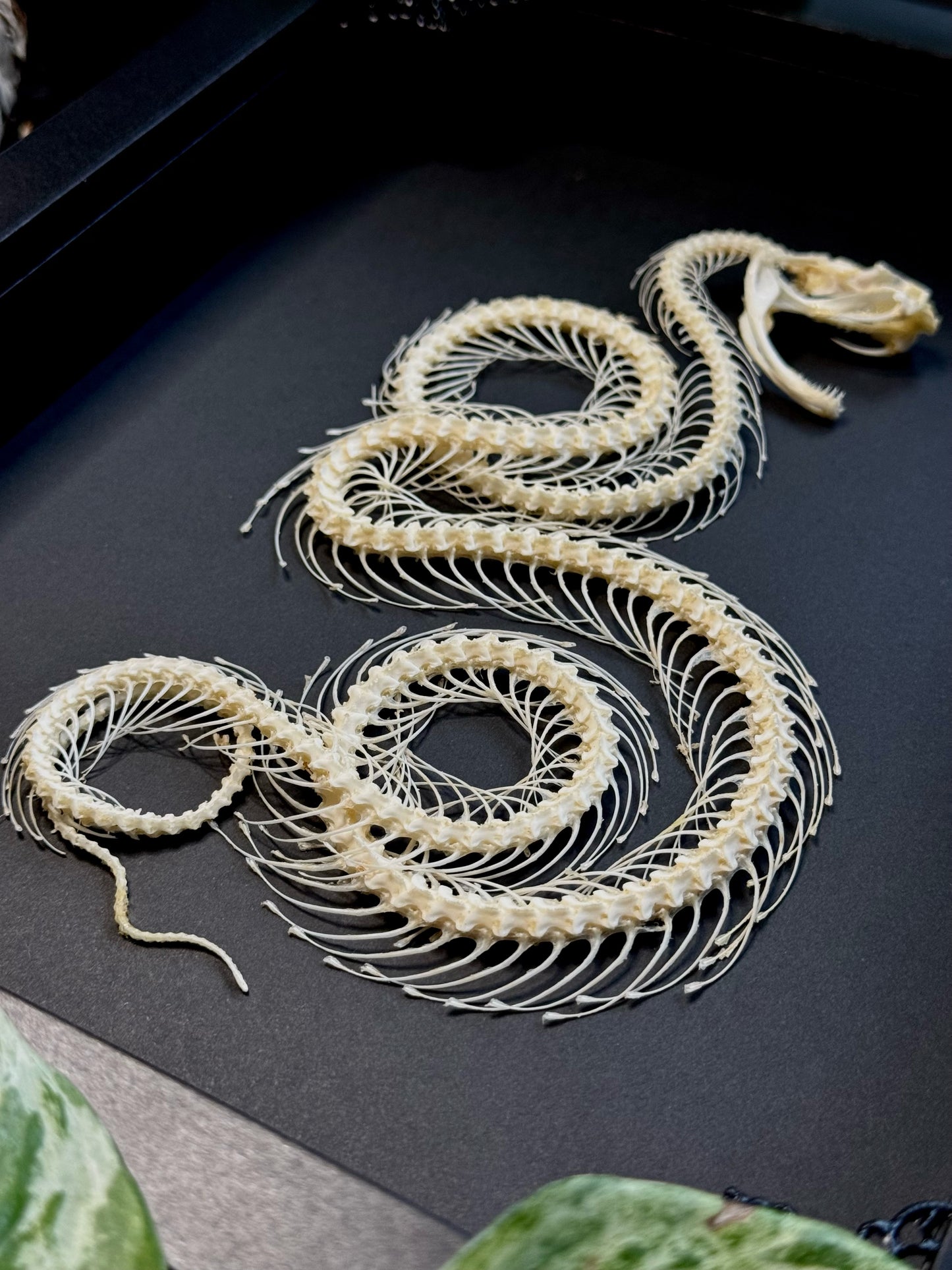 Curled White Lipped Pit Viper Skeleton (Trimeresurus Albolabris)
