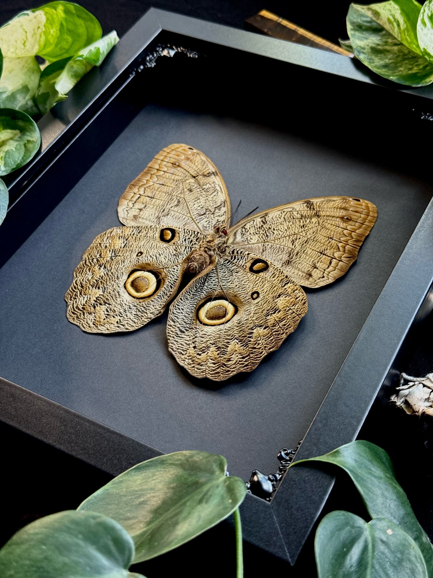 Owl Butterfly (Caligo Idomeneus)