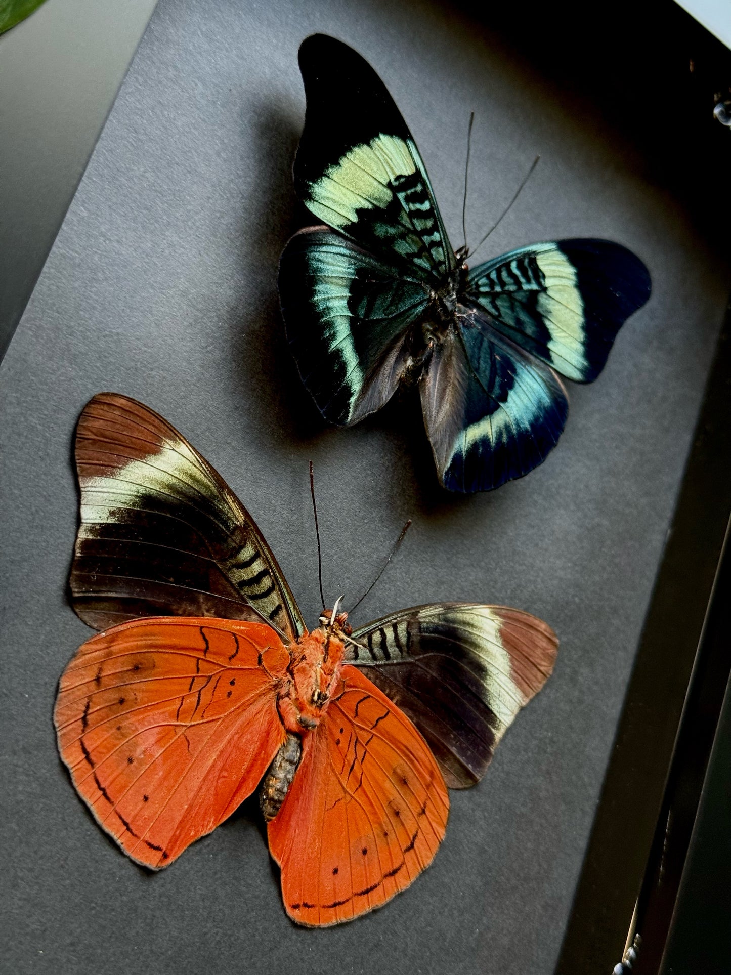 Procilla Beauty - Duo (Panacea Procilla)