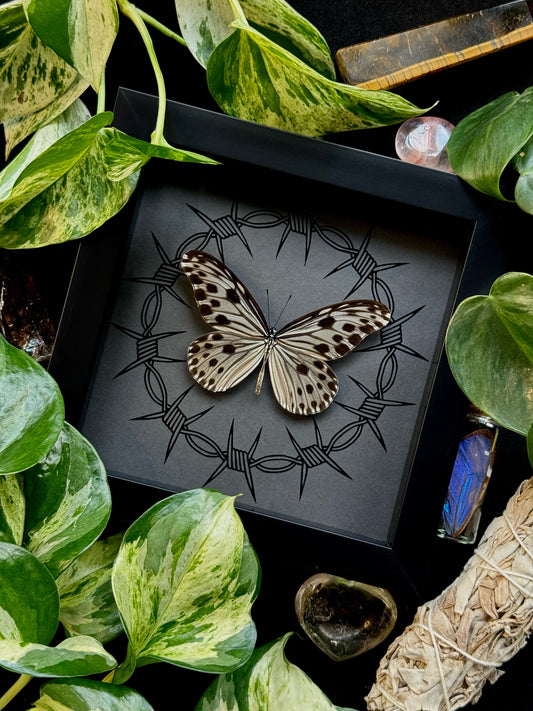 Smaller Wood Nymph (Ideopsis Gaura Perakana)
