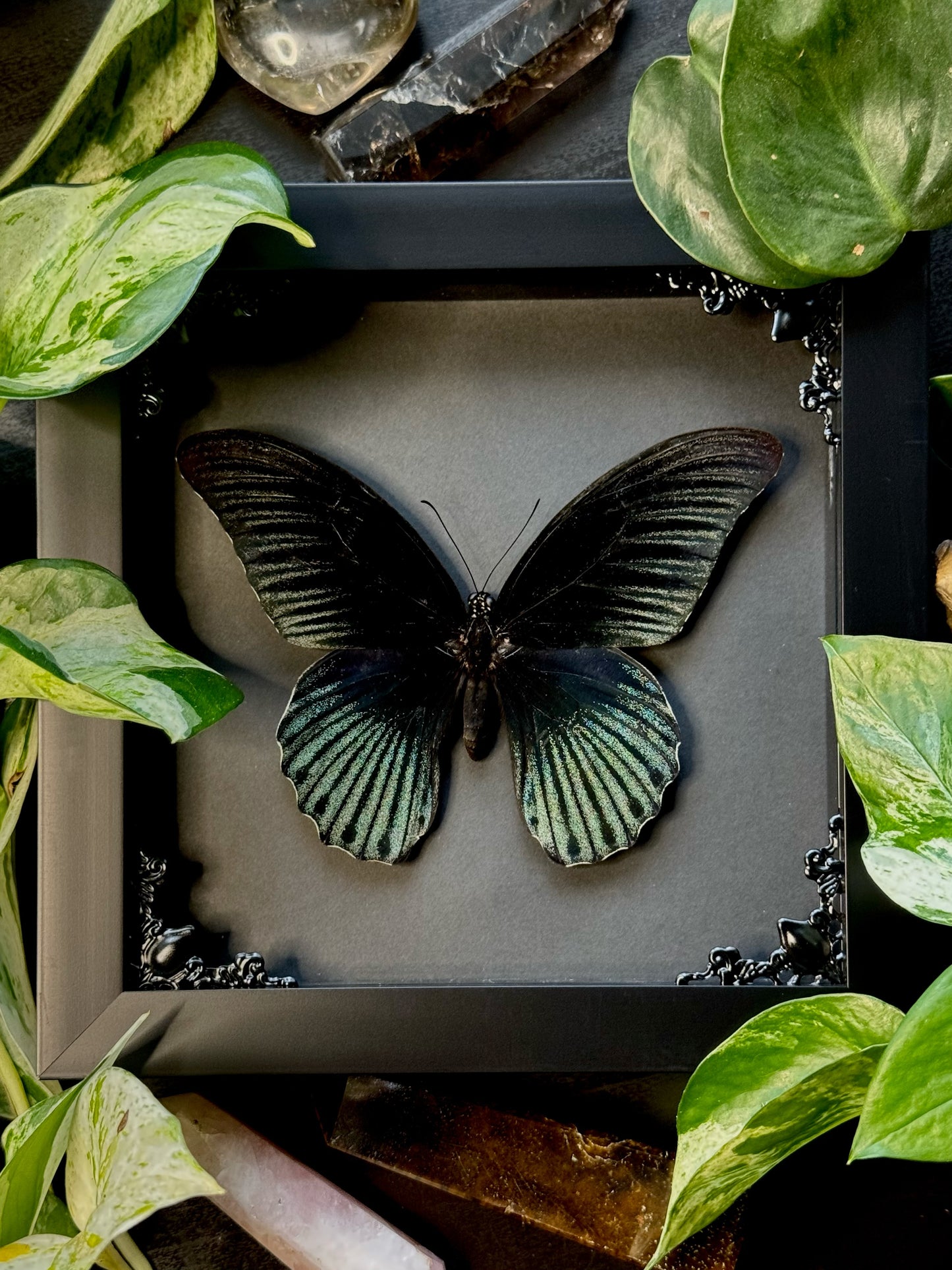Great Mormon (Papilio Memnon Male)