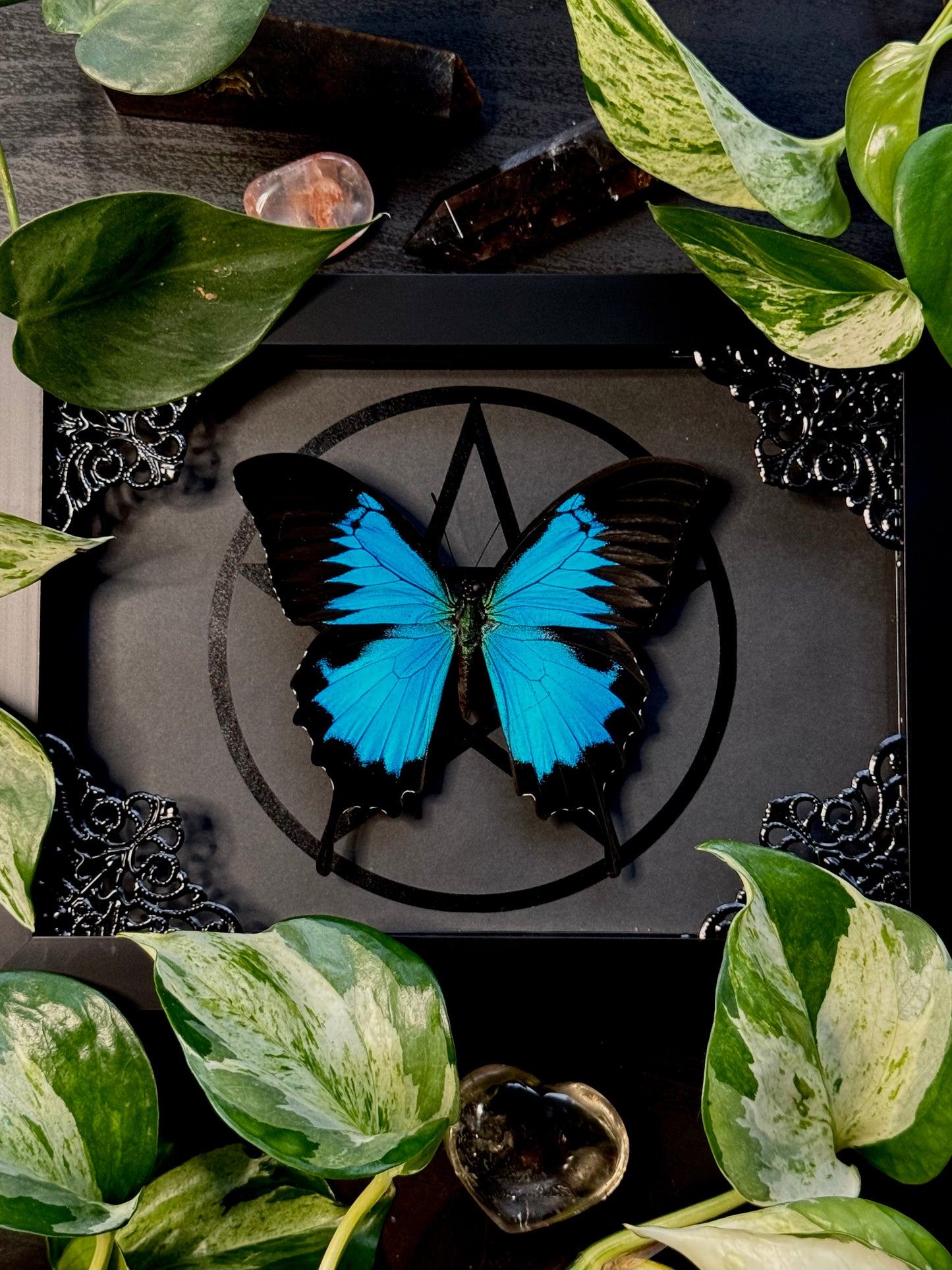 Ulysses butterfly (Papilio ulysses)