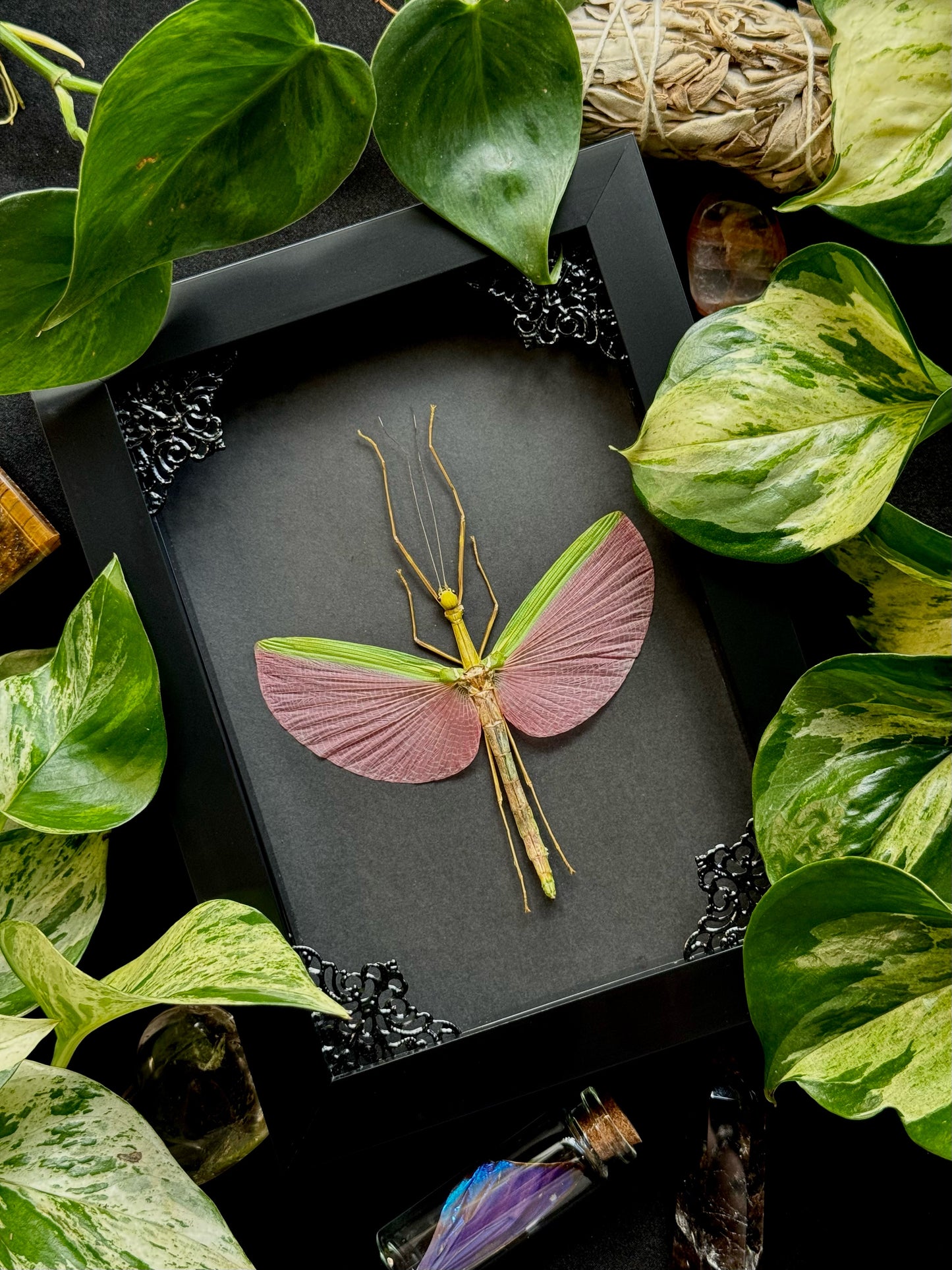 Pink-winged Stick Insect (Marmessoidea Rosea)