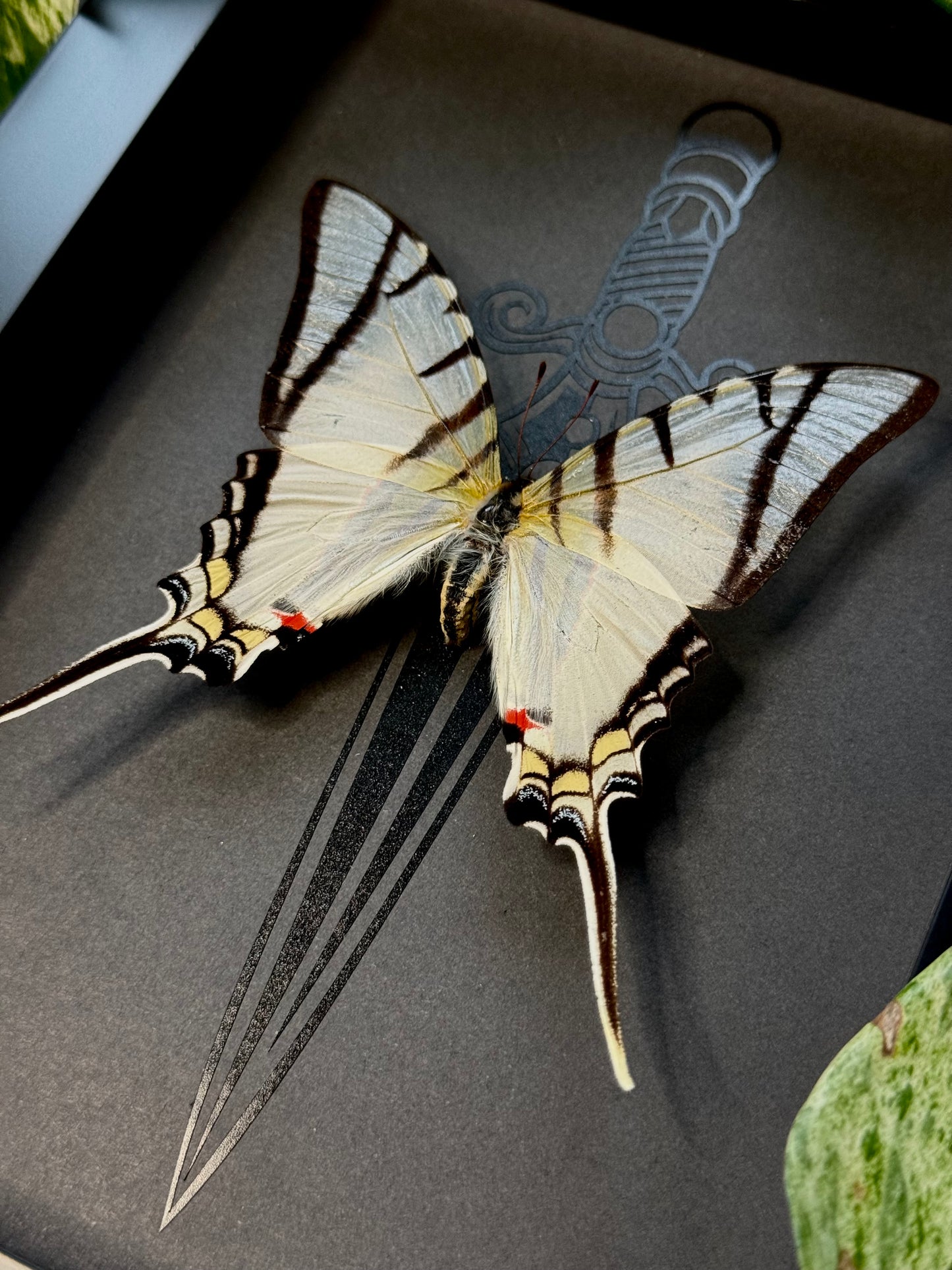 Great Kite Swallowtail (Eurytides Protesilaus)
