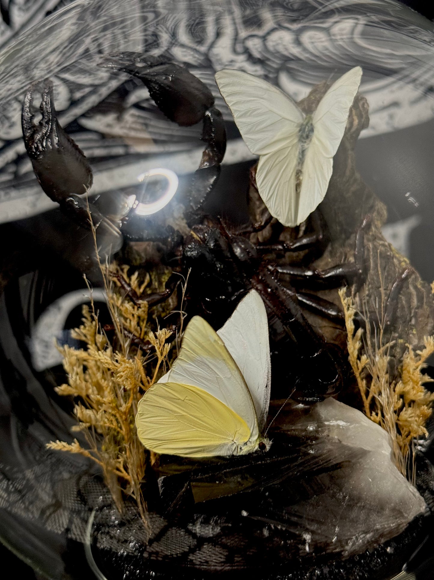 Scorpion (Heterometrus Spinifer) & White Albatross (Appias Albina Semperi) dome
