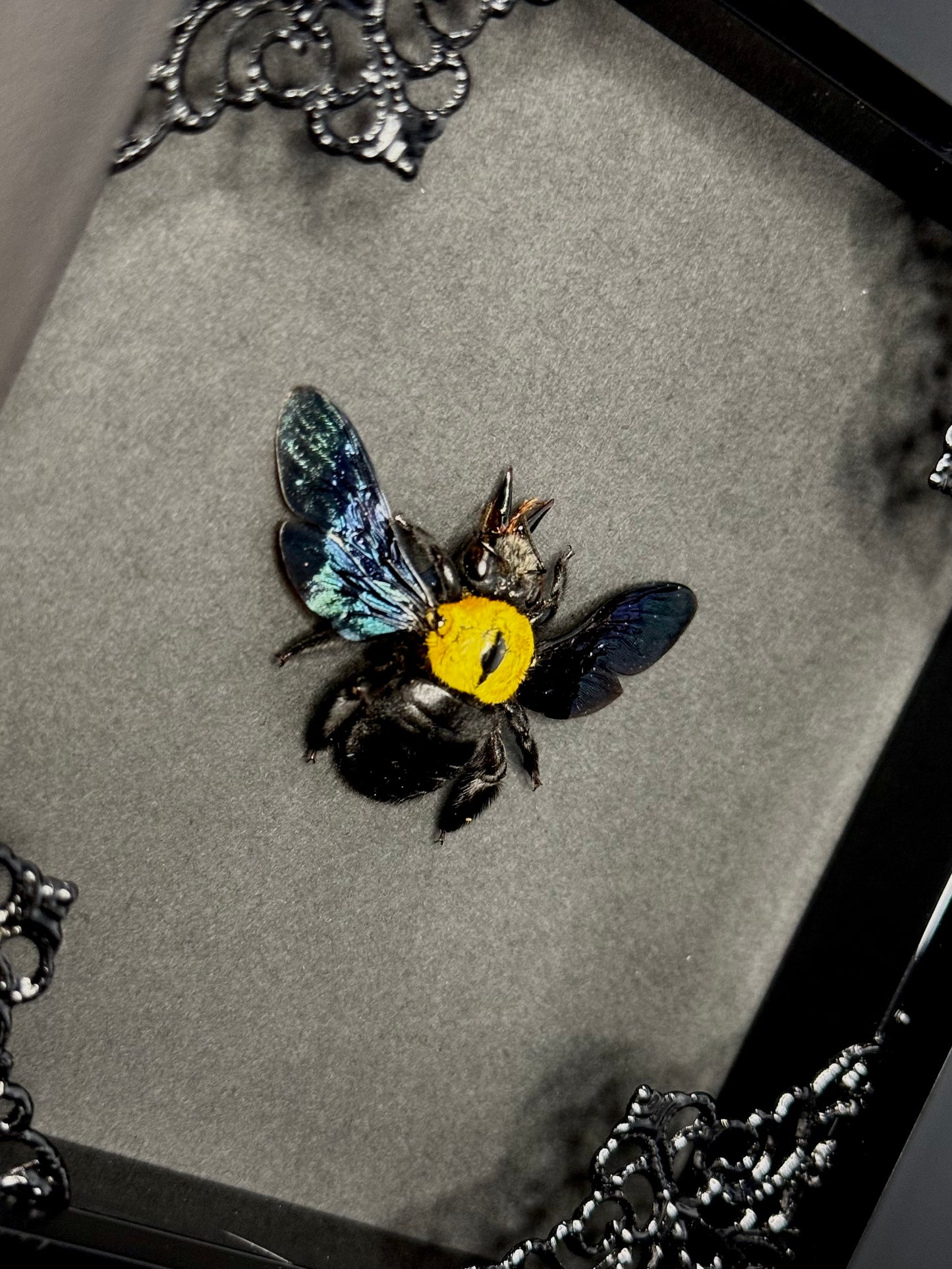 Yellow Carpenter Bee (Xylocopa Aestuans)