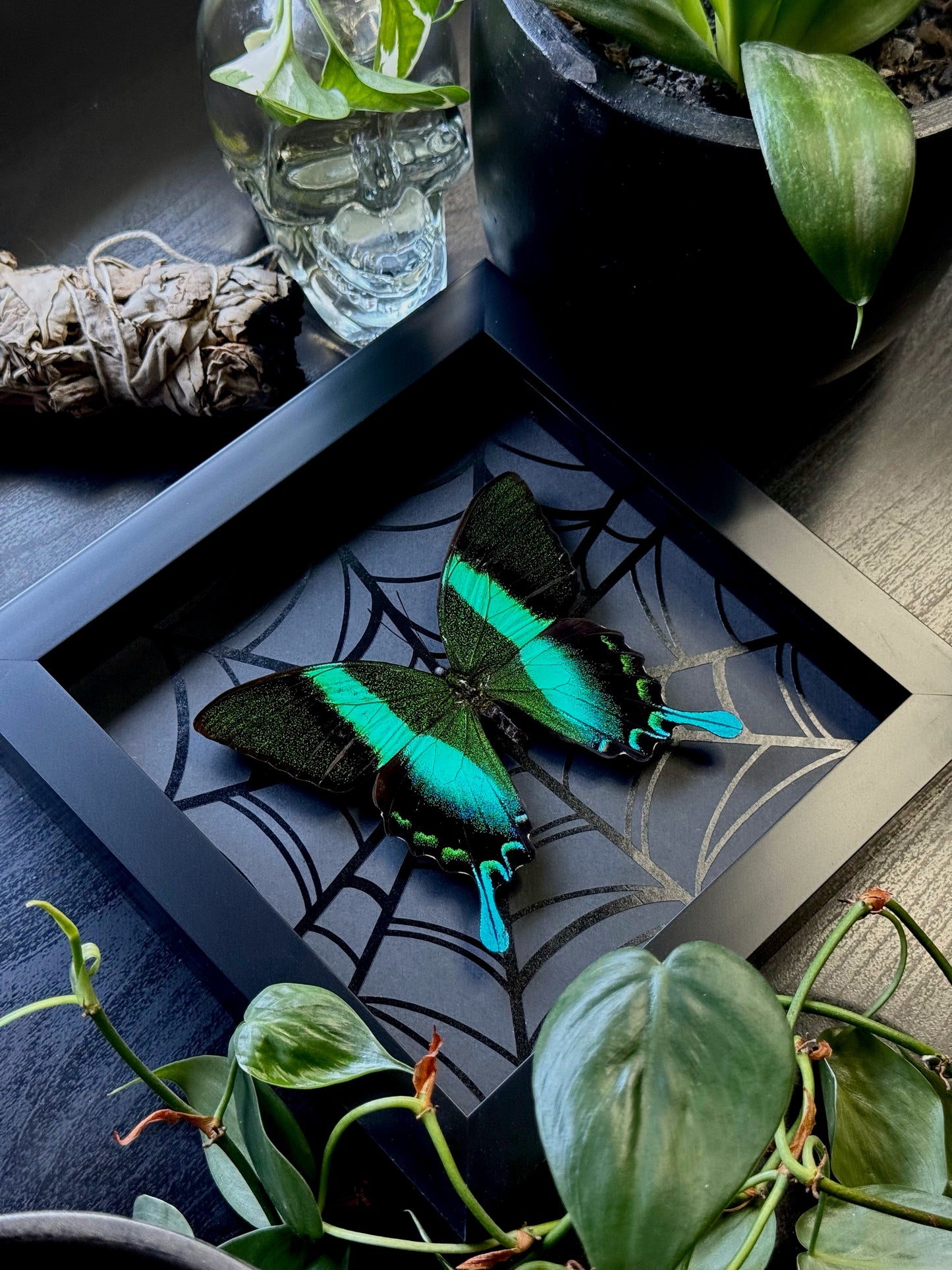 Peacock Swallowtail (Papilio Blumei)