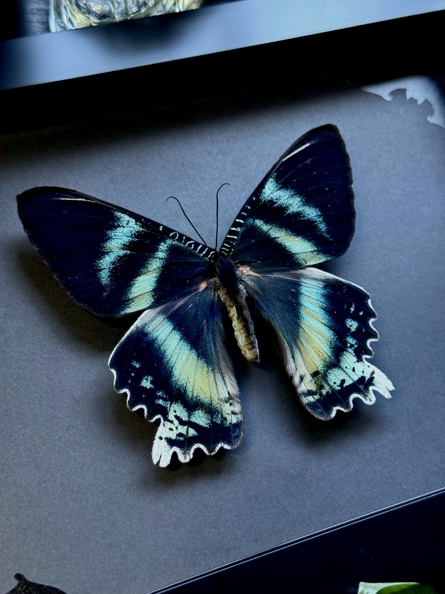 Zodiac Moth (Alcides Orontes)