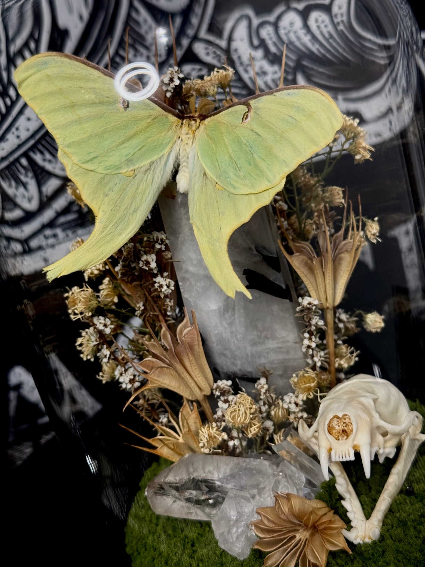 Luna moth (Actias Luna) dome