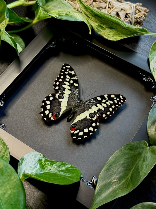 Citrus Swallowtail (Papilio Demodocus)
