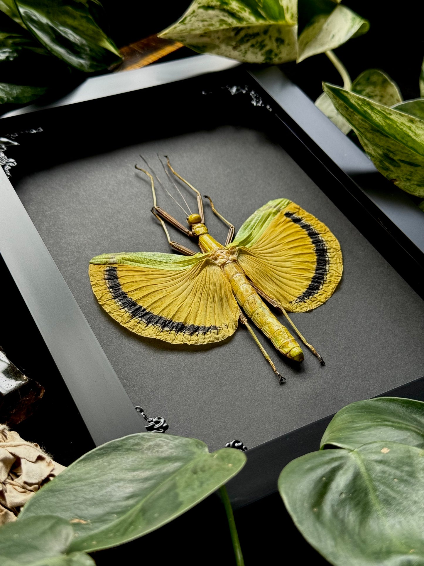 Yellow-winged Walking Stick (Tagesoidea Nigrofasciata)