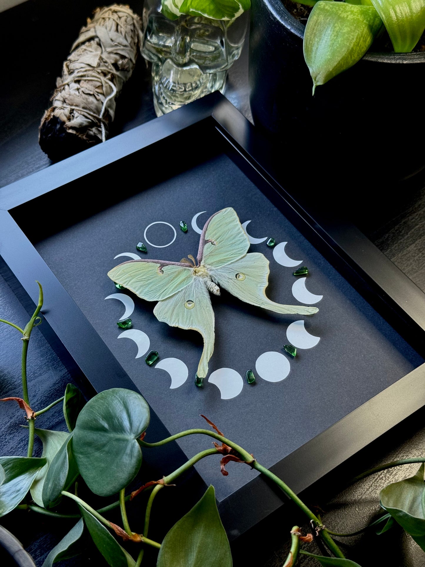 Luna moth (Actias Luna)