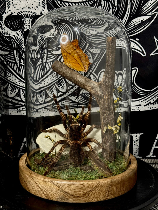 Brazilian Orange-banded Tarantula (Acanthoscurria Juruenicola) & Cruiser (Vindula Arsinoe) dome