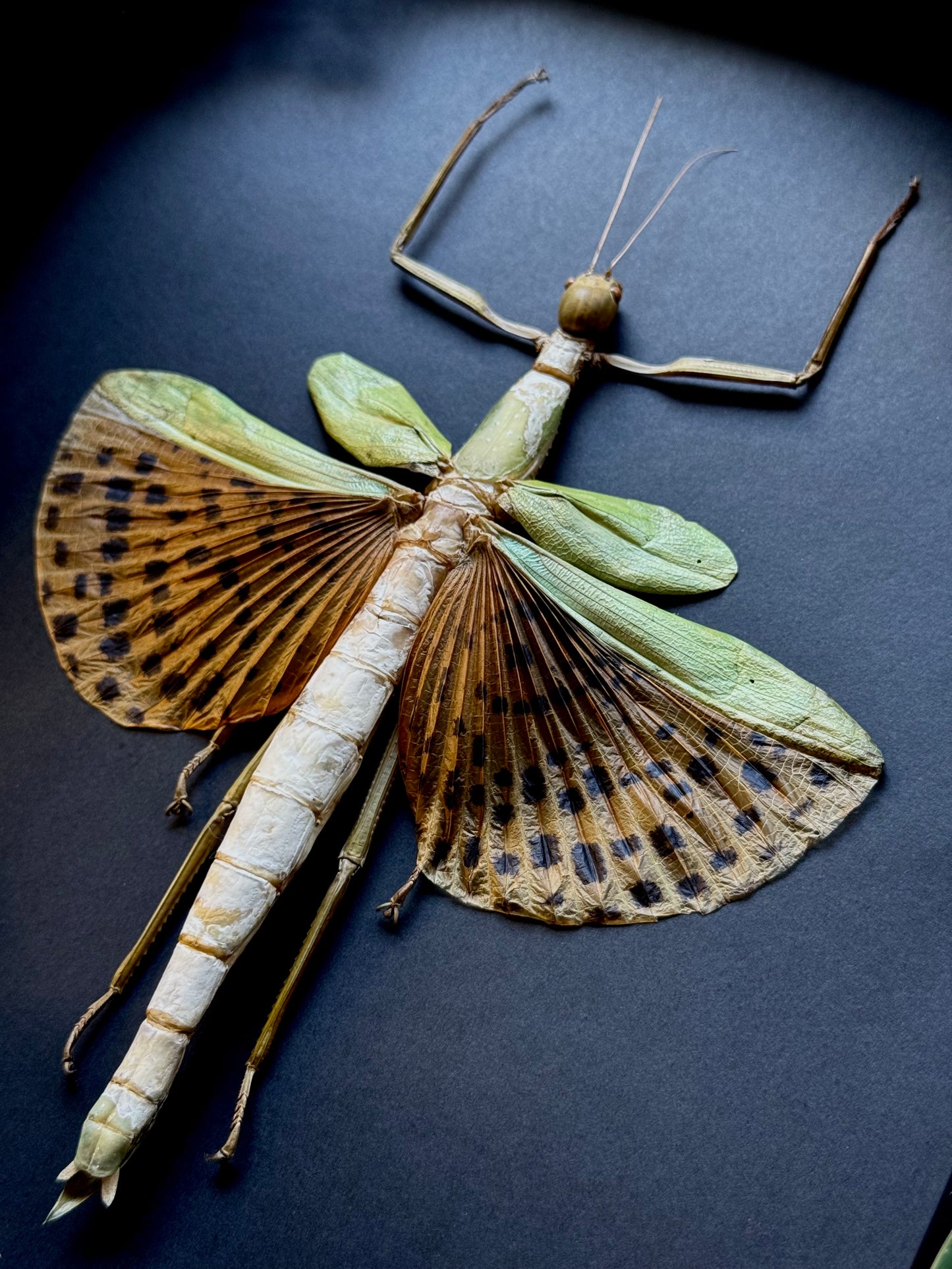 Leopard-Spotted Walking Stick Insect (Paracyphocrania Major)