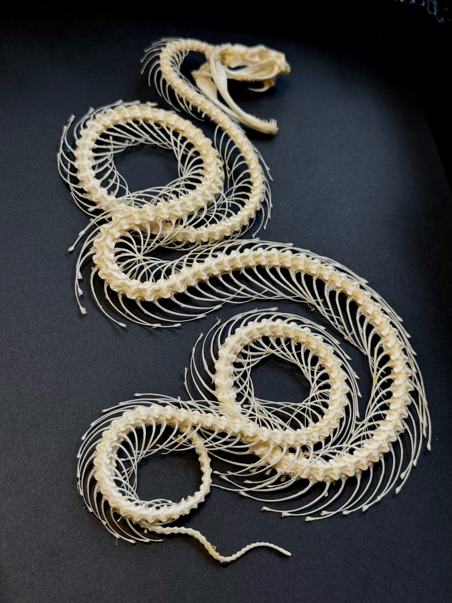 Curled White Lipped Pit Viper Skeleton (Trimeresurus Albolabris)