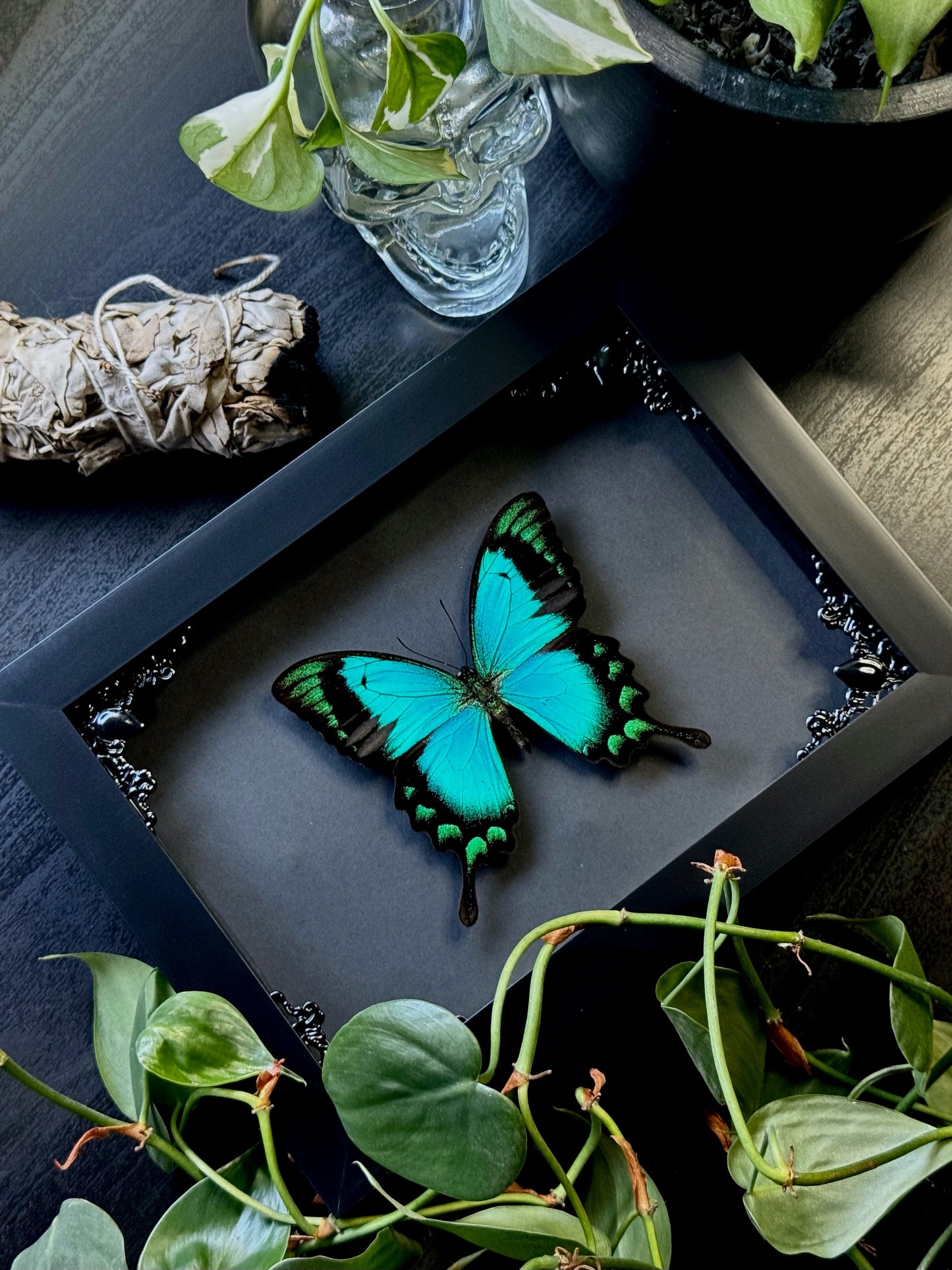 Sea Green Swallowtail (Papilio lorquinianus)