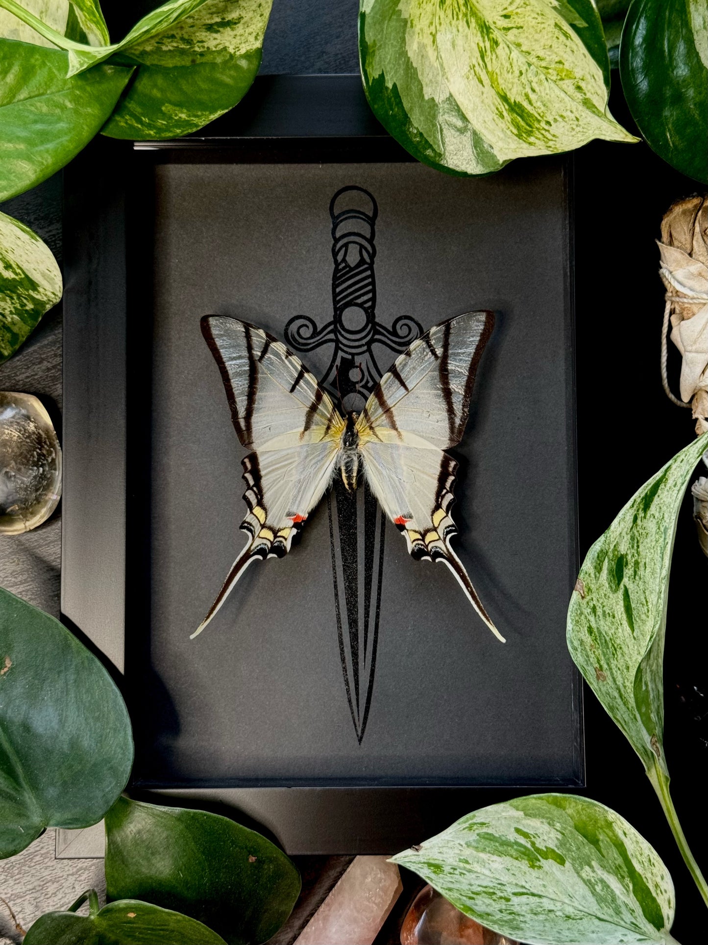 Great Kite Swallowtail (Eurytides Protesilaus)