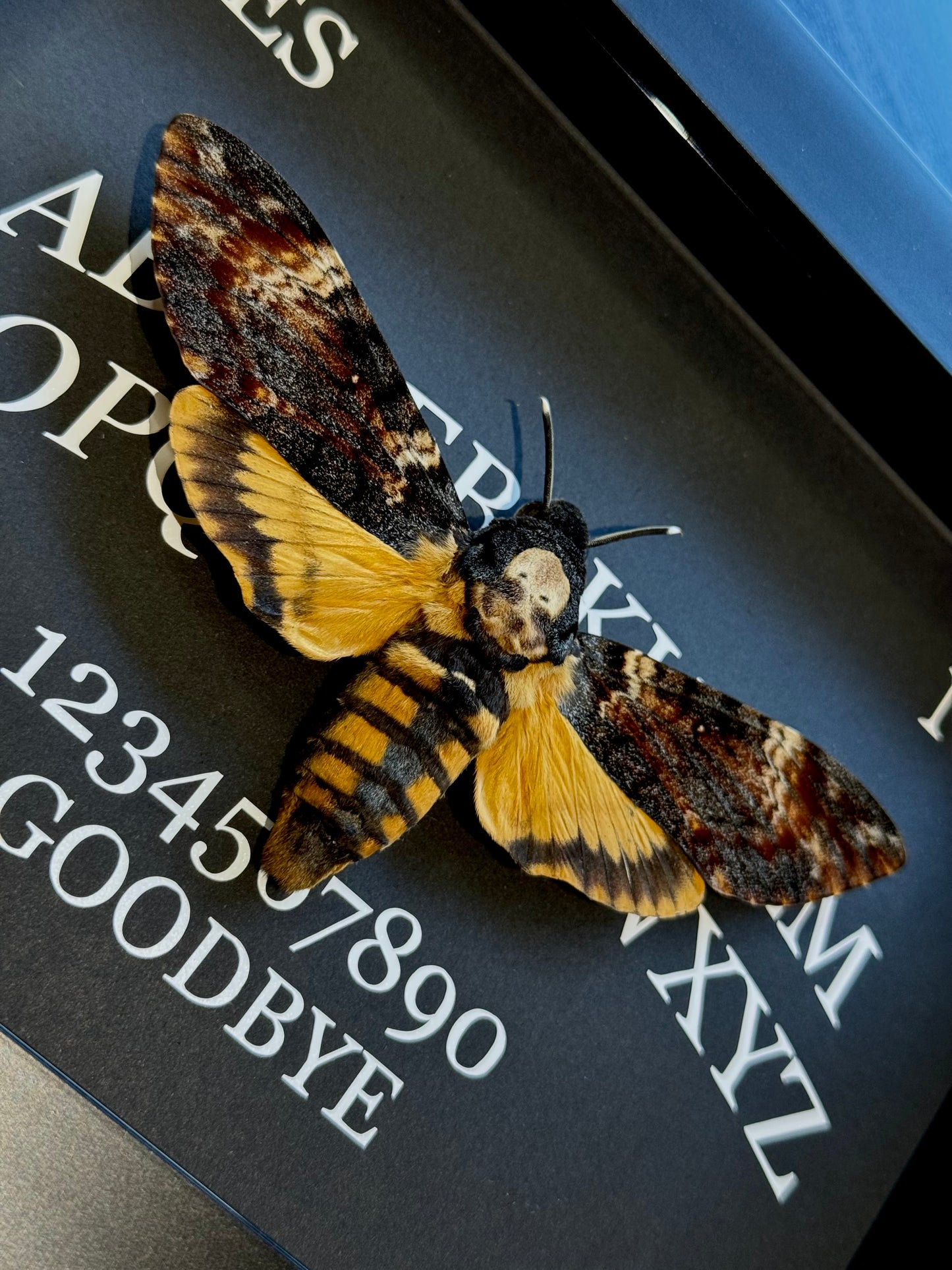 Death Head Moth