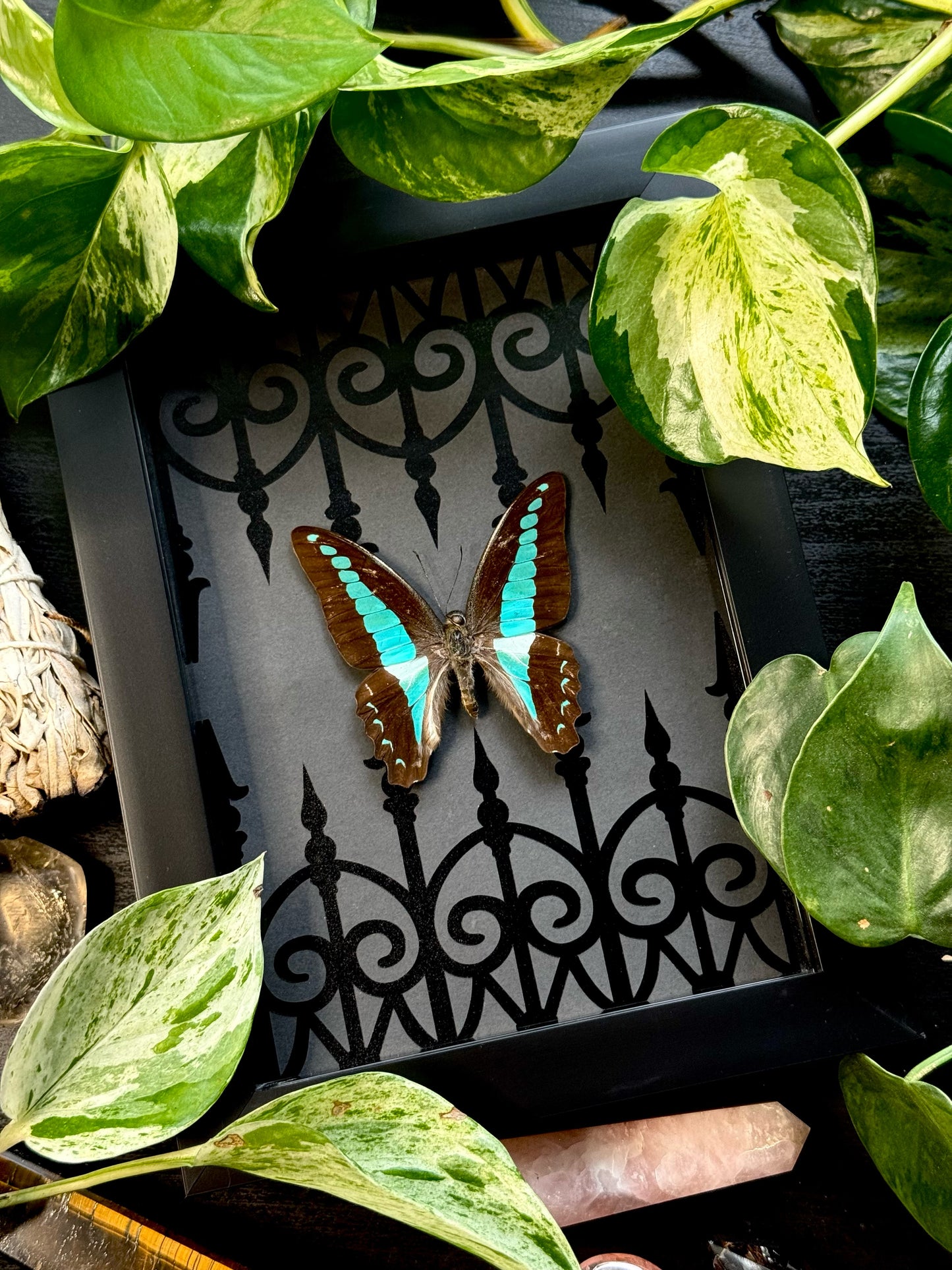 Bluebottle Butterfly (Graphium Sarpedon)